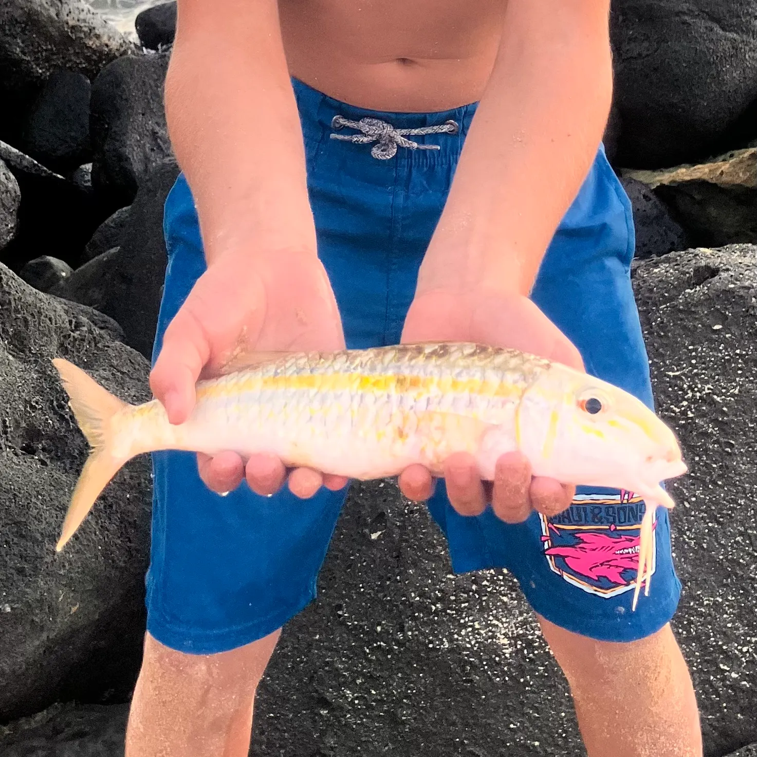 The most recent Yellow striped goatfish catches on Fishbrain