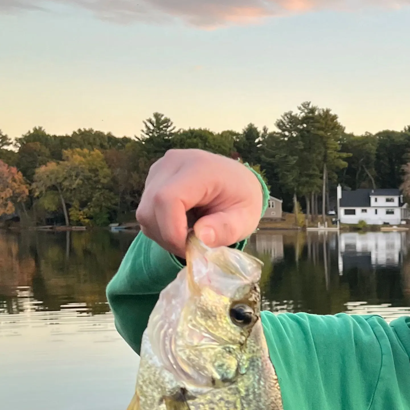 Black crappie caught on Fishbrain