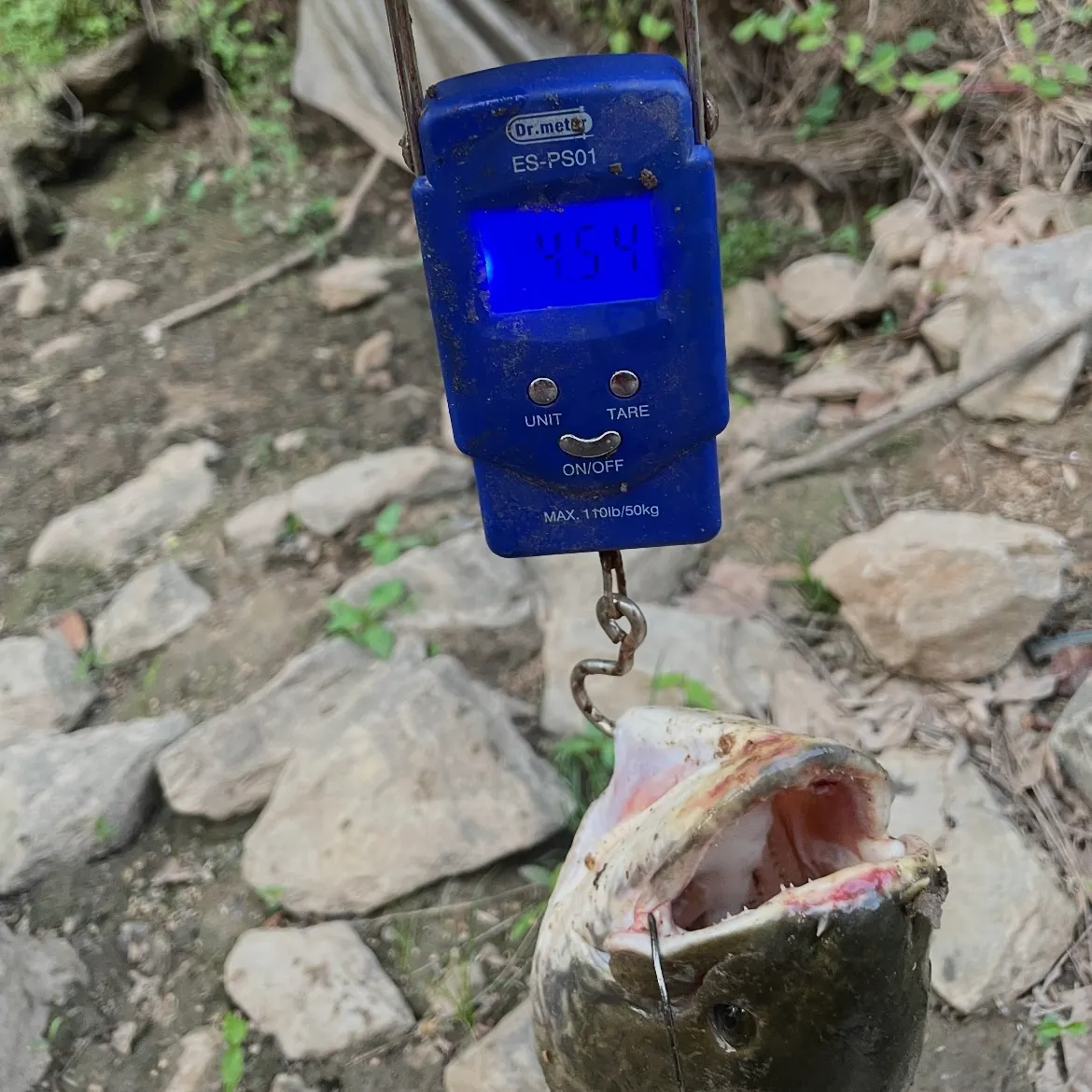 Ruddy bowfin caught on Fishbrain