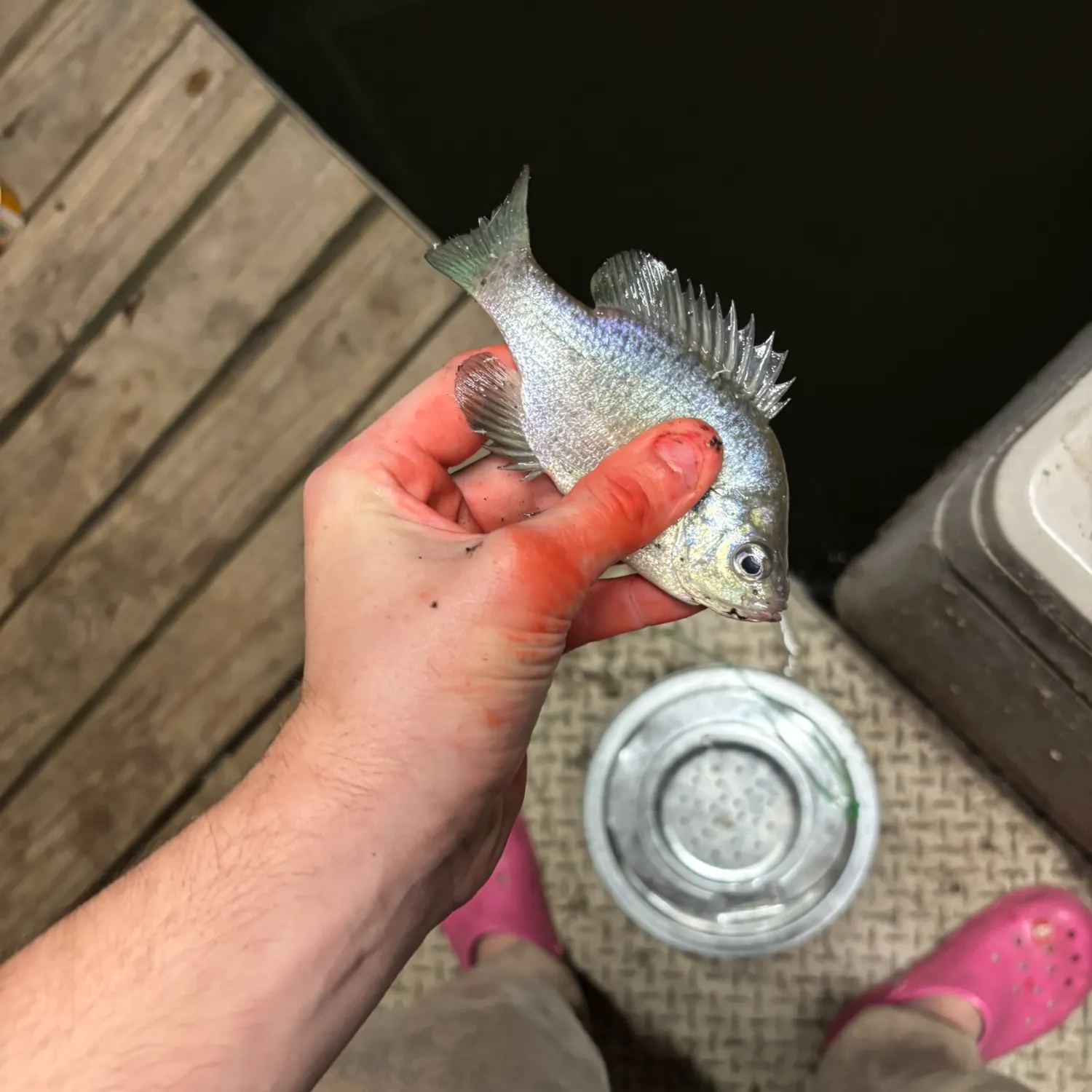 Bluegill caught on Fishbrain