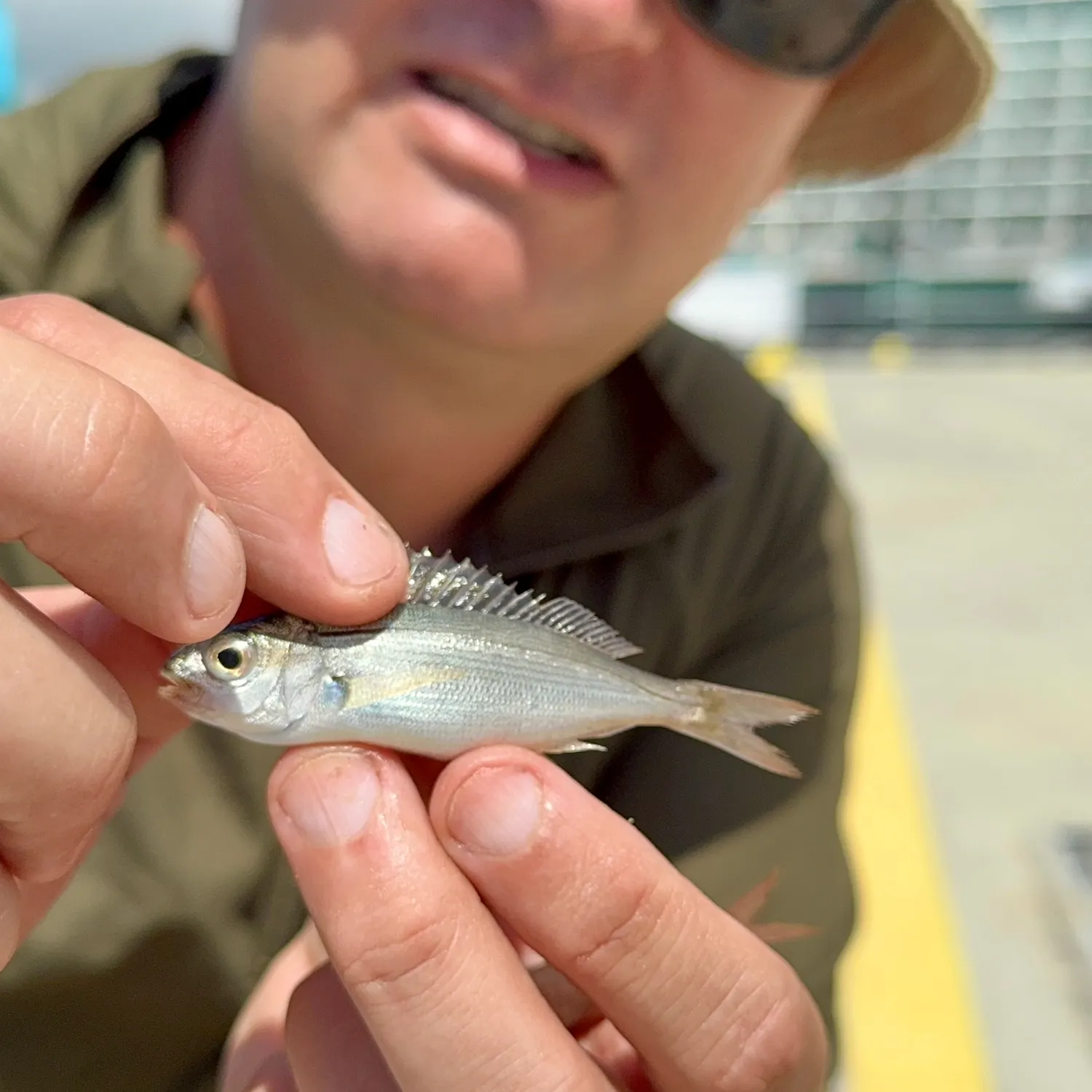 The most recent Axillary seabream catches on Fishbrain