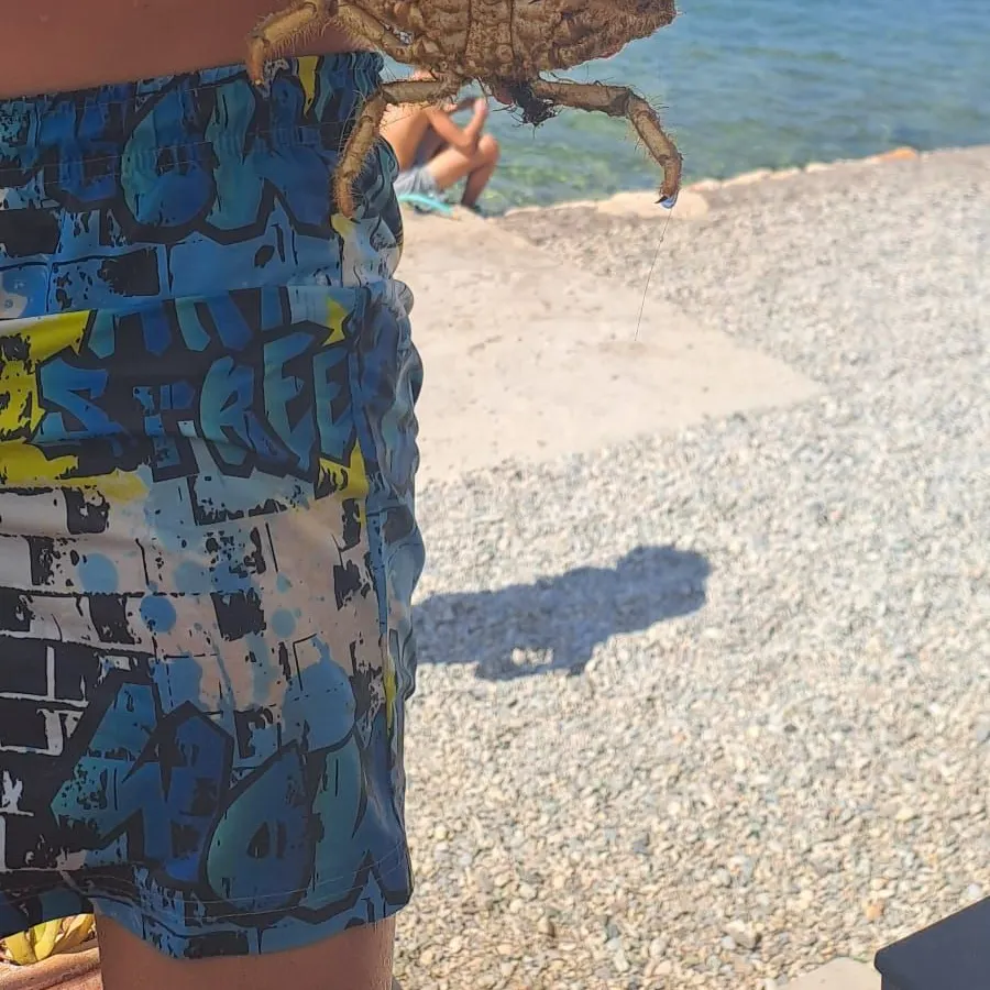 The most recent European spider crab catches on Fishbrain