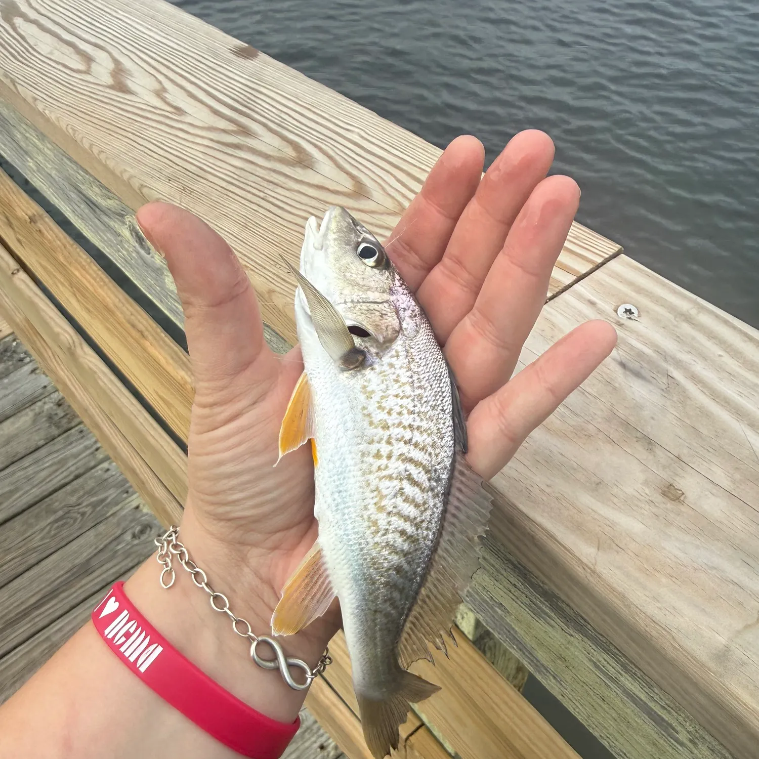 Atlantic croaker caught on Fishbrain