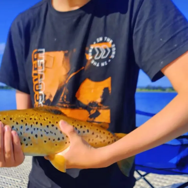 The most recent Brown trout catches on Fishbrain