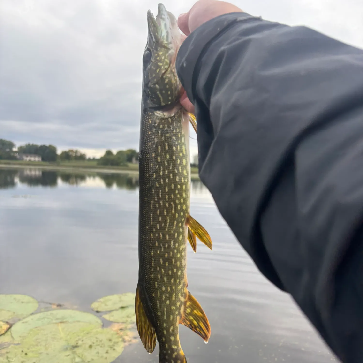 Northern pike caught on Fishbrain