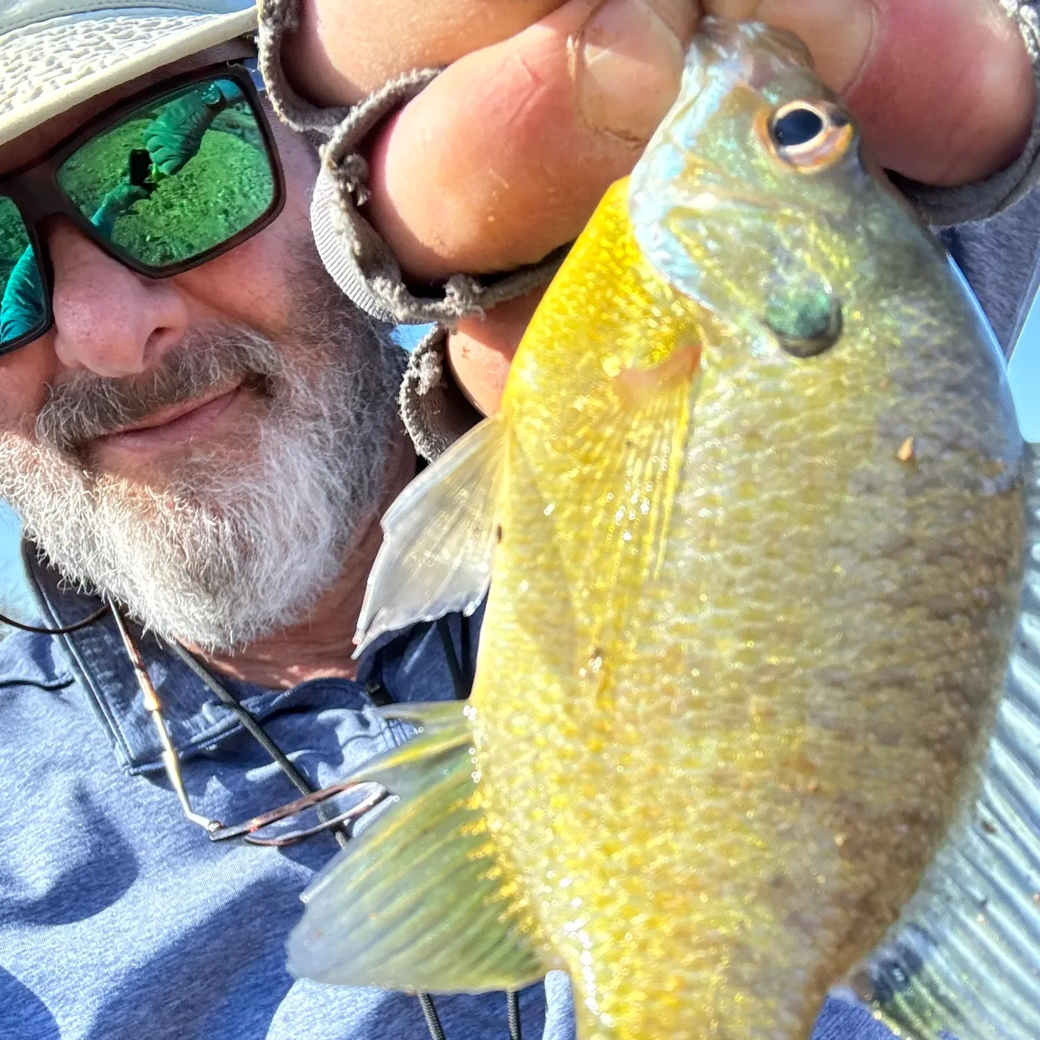 The most recent Bluegill catches on Fishbrain