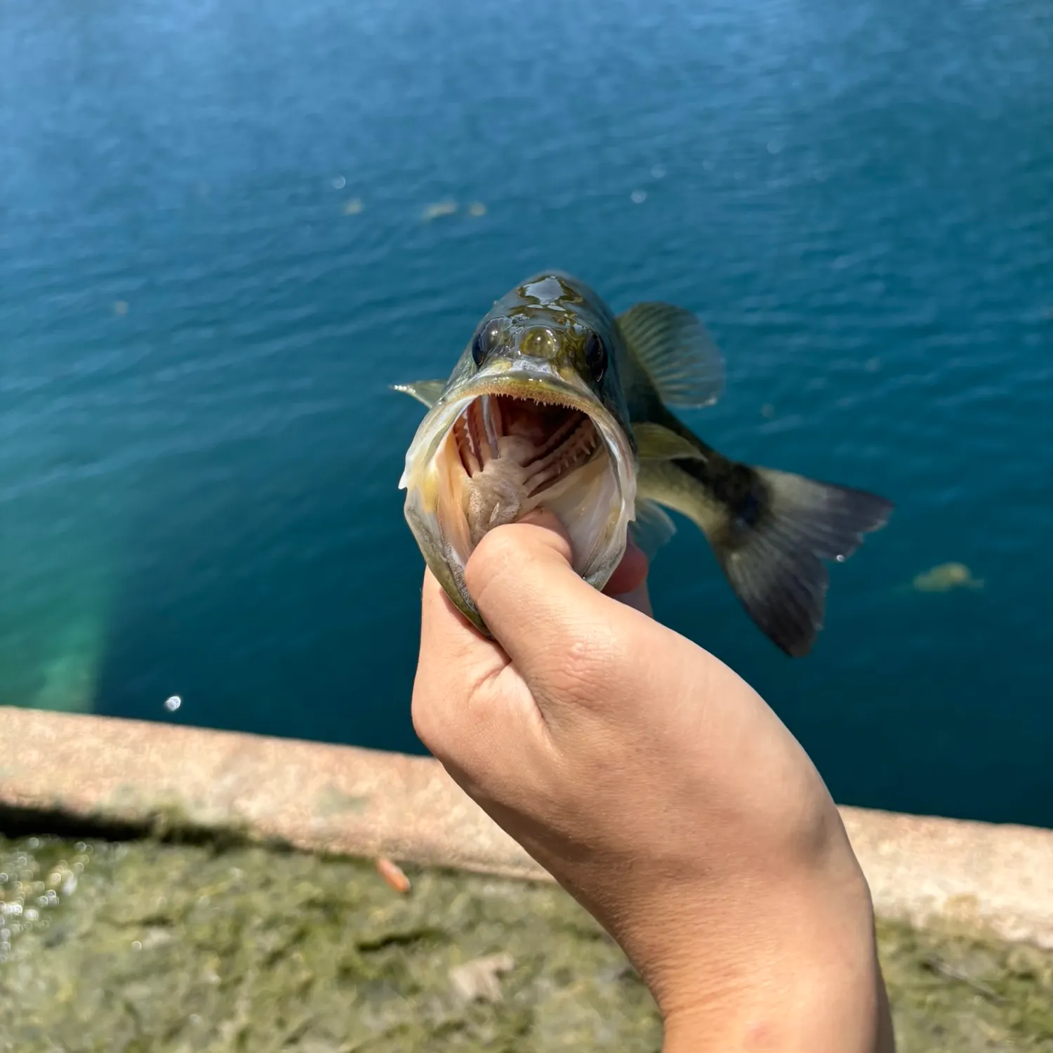 Fish caught on Fishbrain