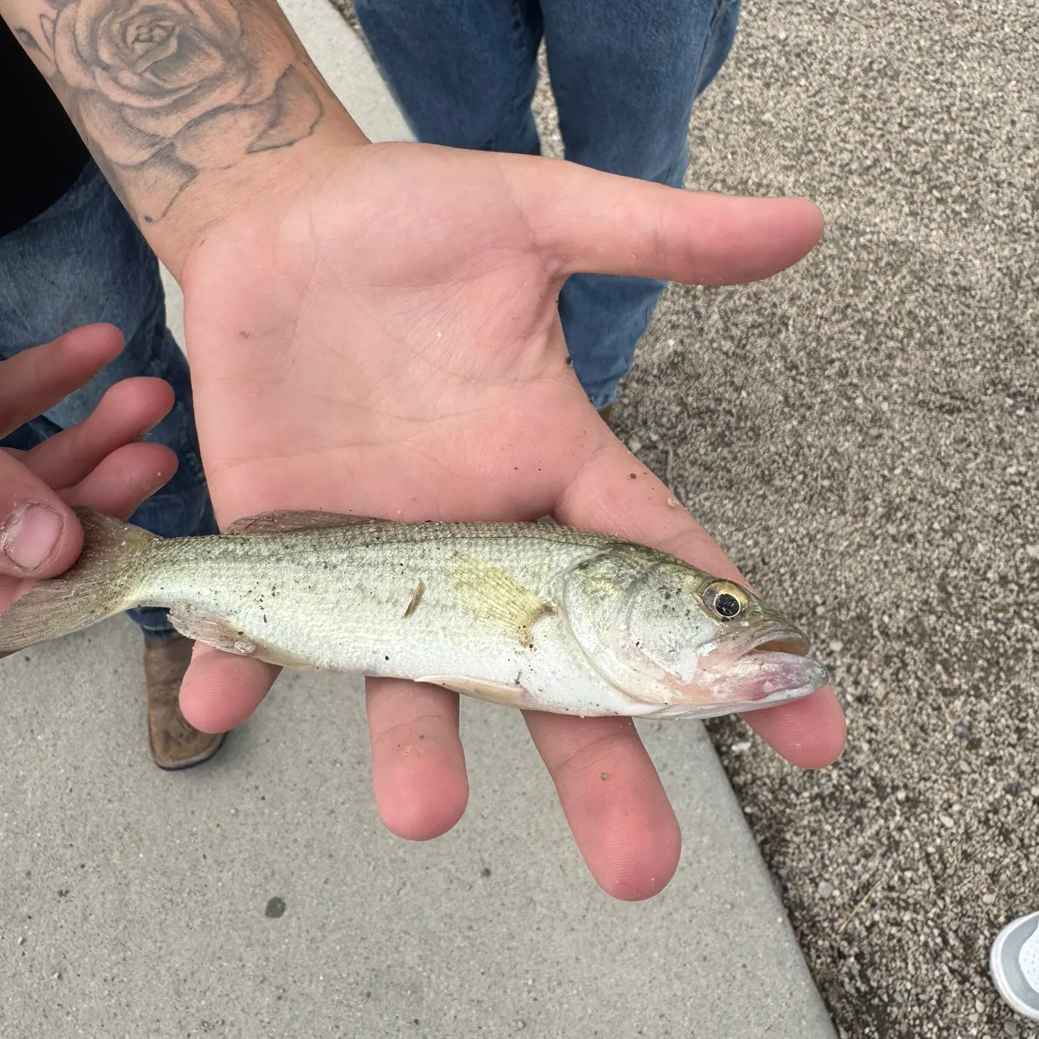 The most recent Ouachita smallmouth bass catches on Fishbrain
