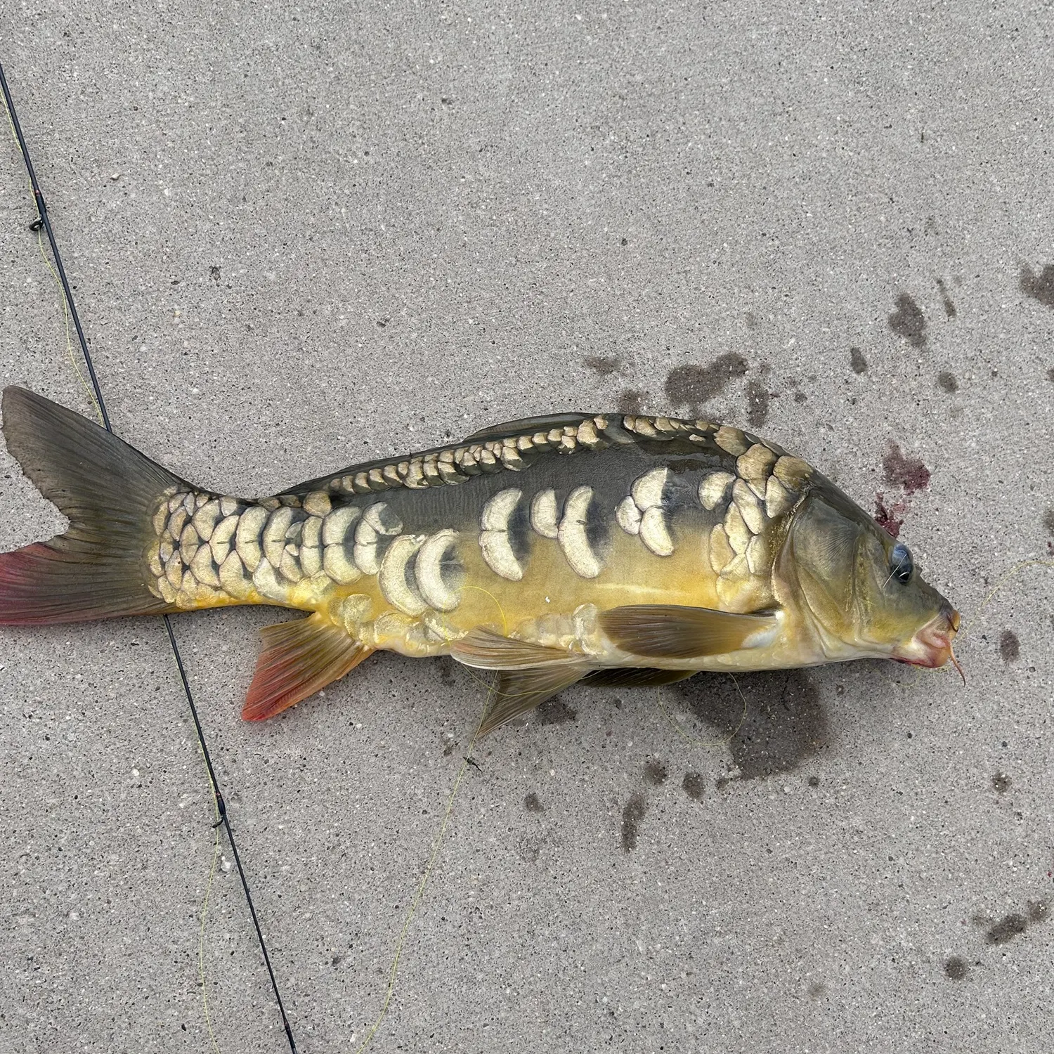Mirror carp caught on Fishbrain