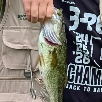 Largemouth bass caught on Fishbrain