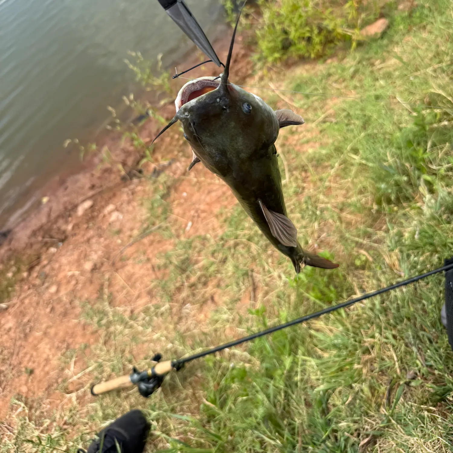Channel catfish caught on Fishbrain