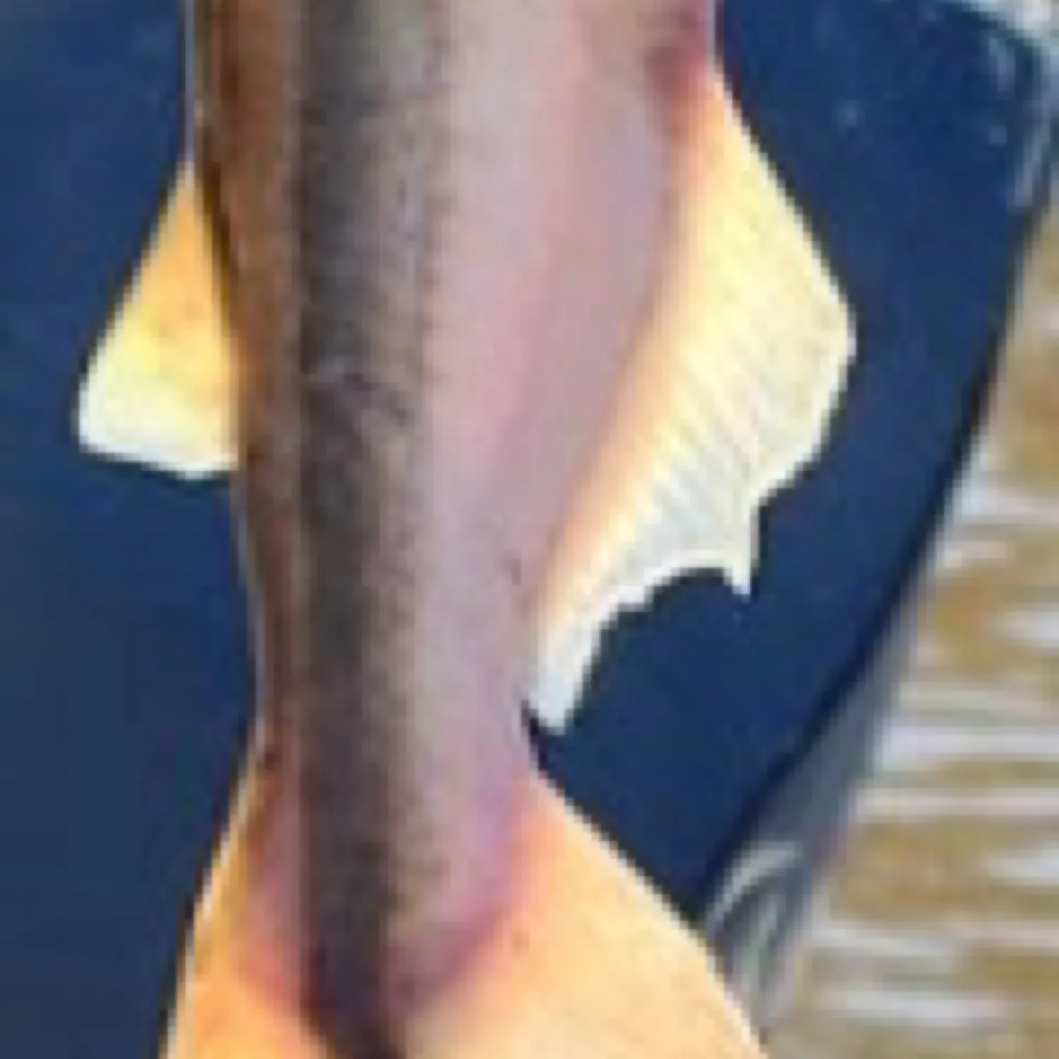 The most recent Duckbill catfish catches on Fishbrain