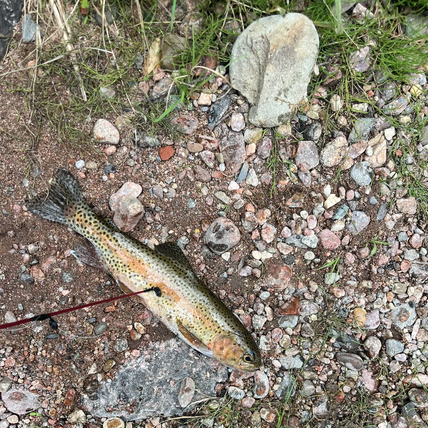 Rainbow trout caught on Fishbrain