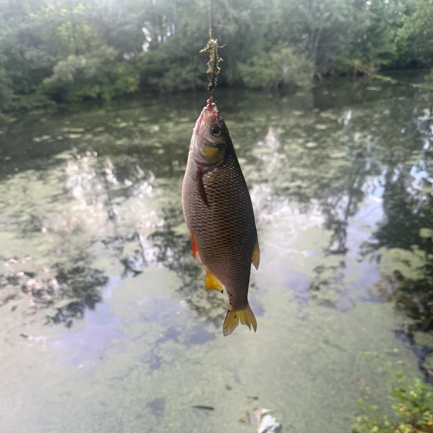 The most recent Golden shiner catches on Fishbrain