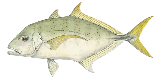 Yellowspotted trevally