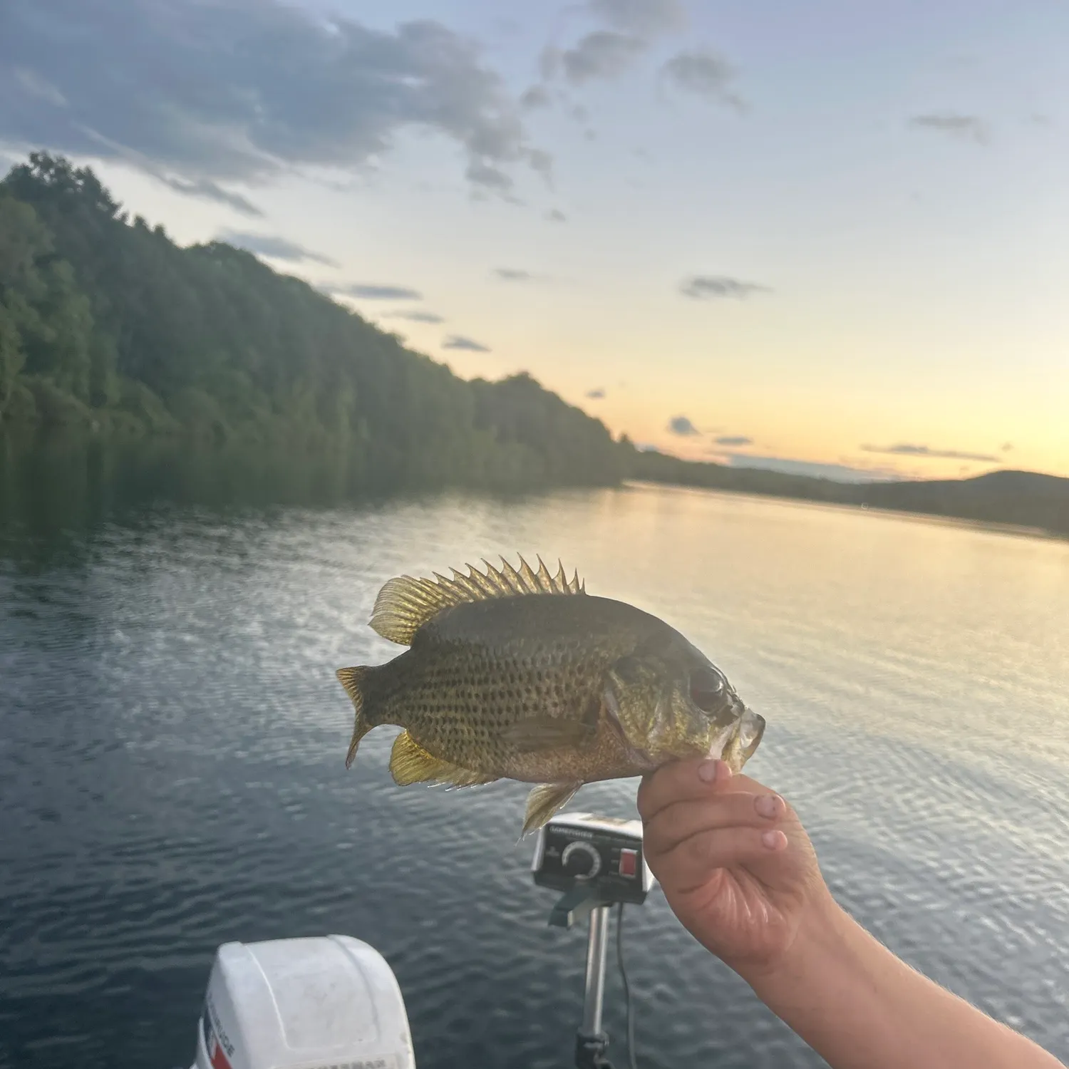 Rock bass caught on Fishbrain