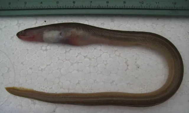 Narrow worm eel