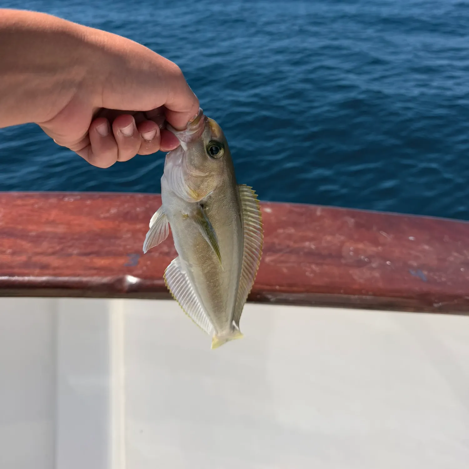 The most recent Ocean whitefish catches on Fishbrain