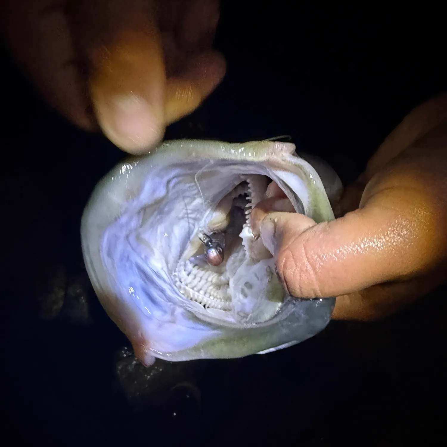 Striped bass caught on Fishbrain