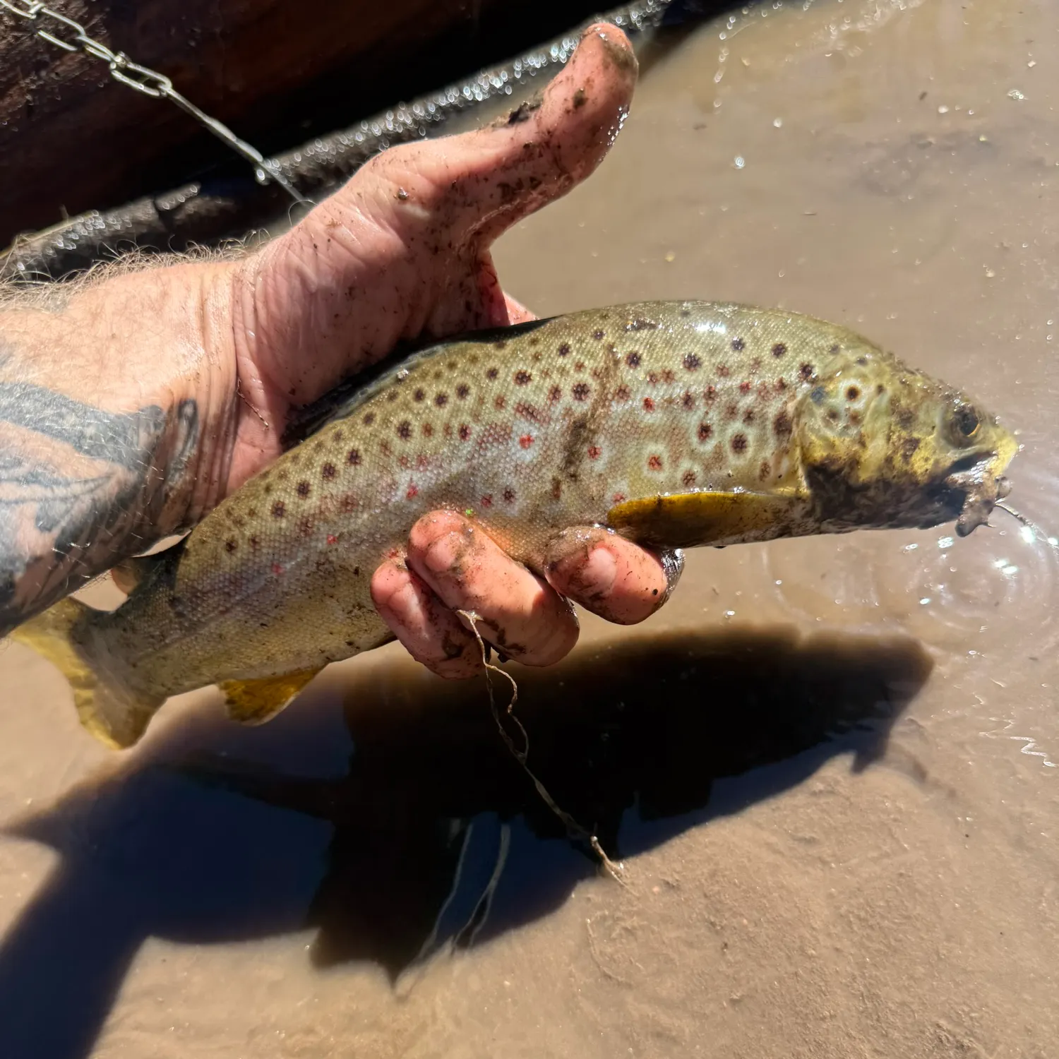 Brown trout caught on Fishbrain