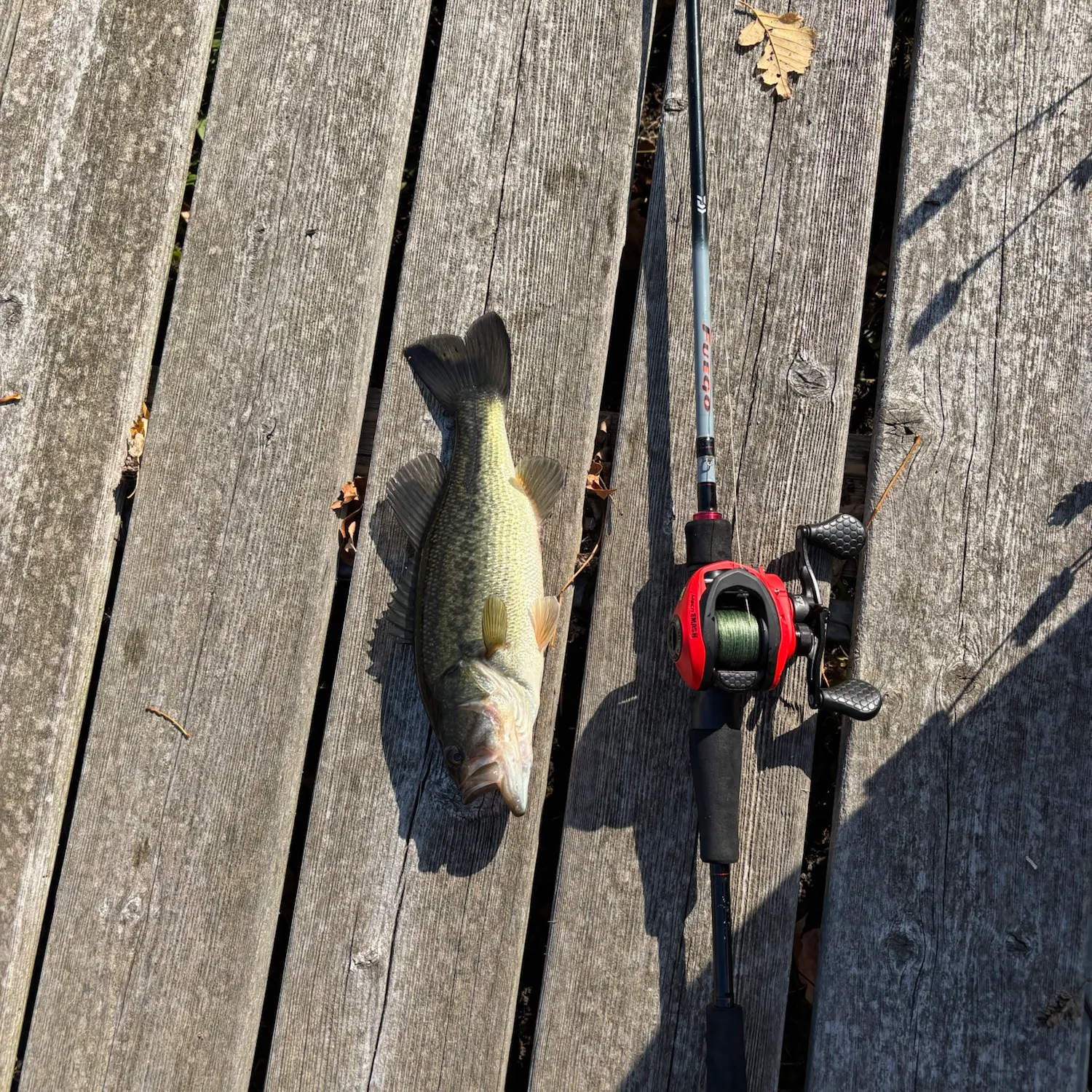 Largemouth bass caught on Fishbrain