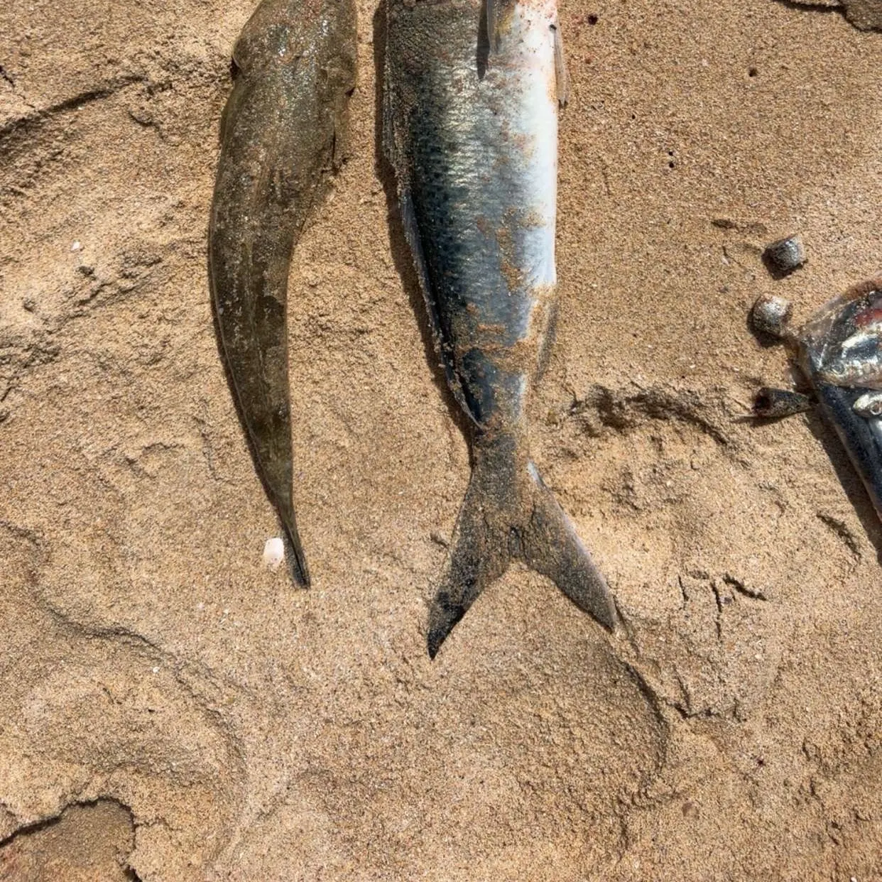 Dusky flathead caught on Fishbrain