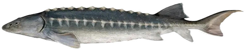 European sturgeon