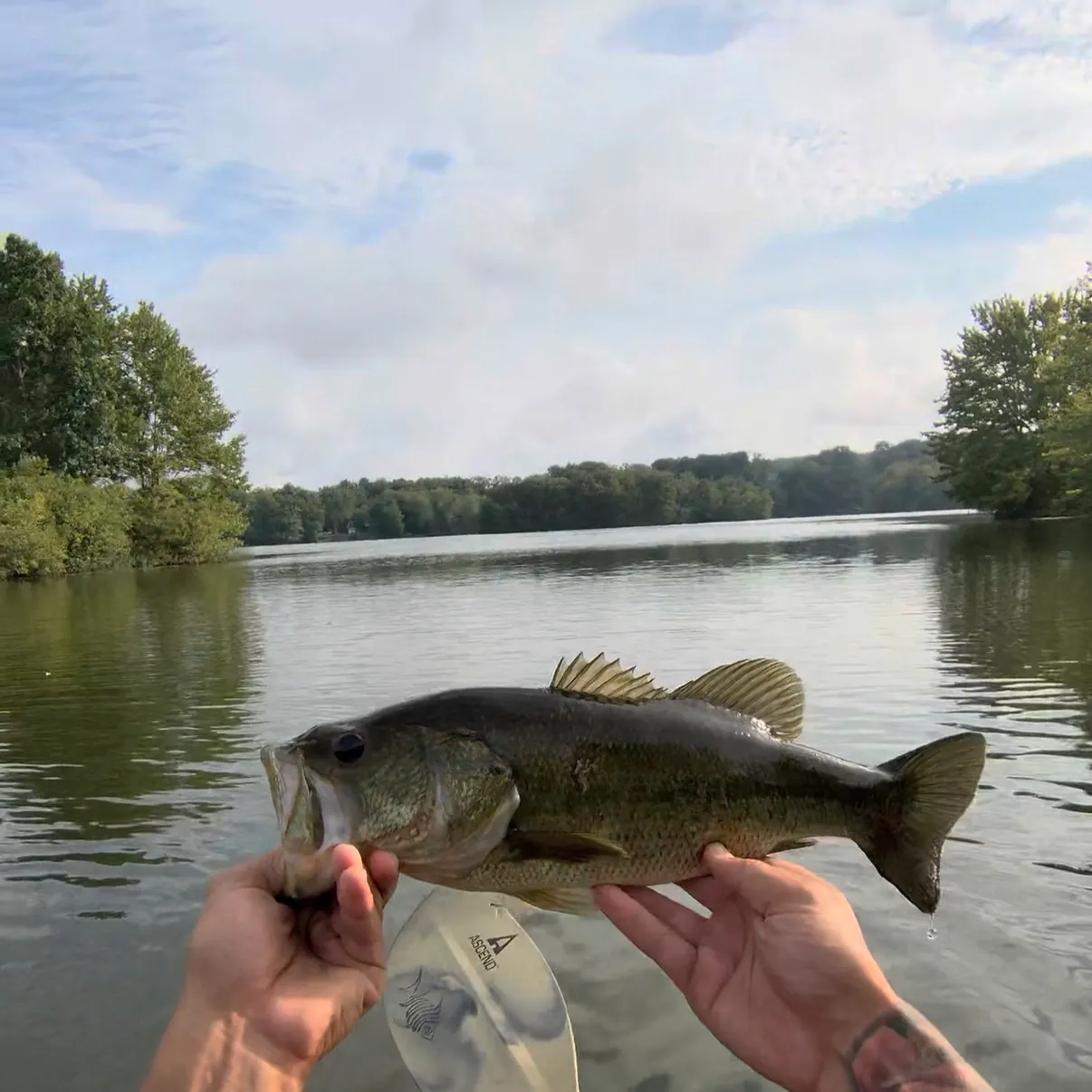 Largemouth bass caught on Fishbrain