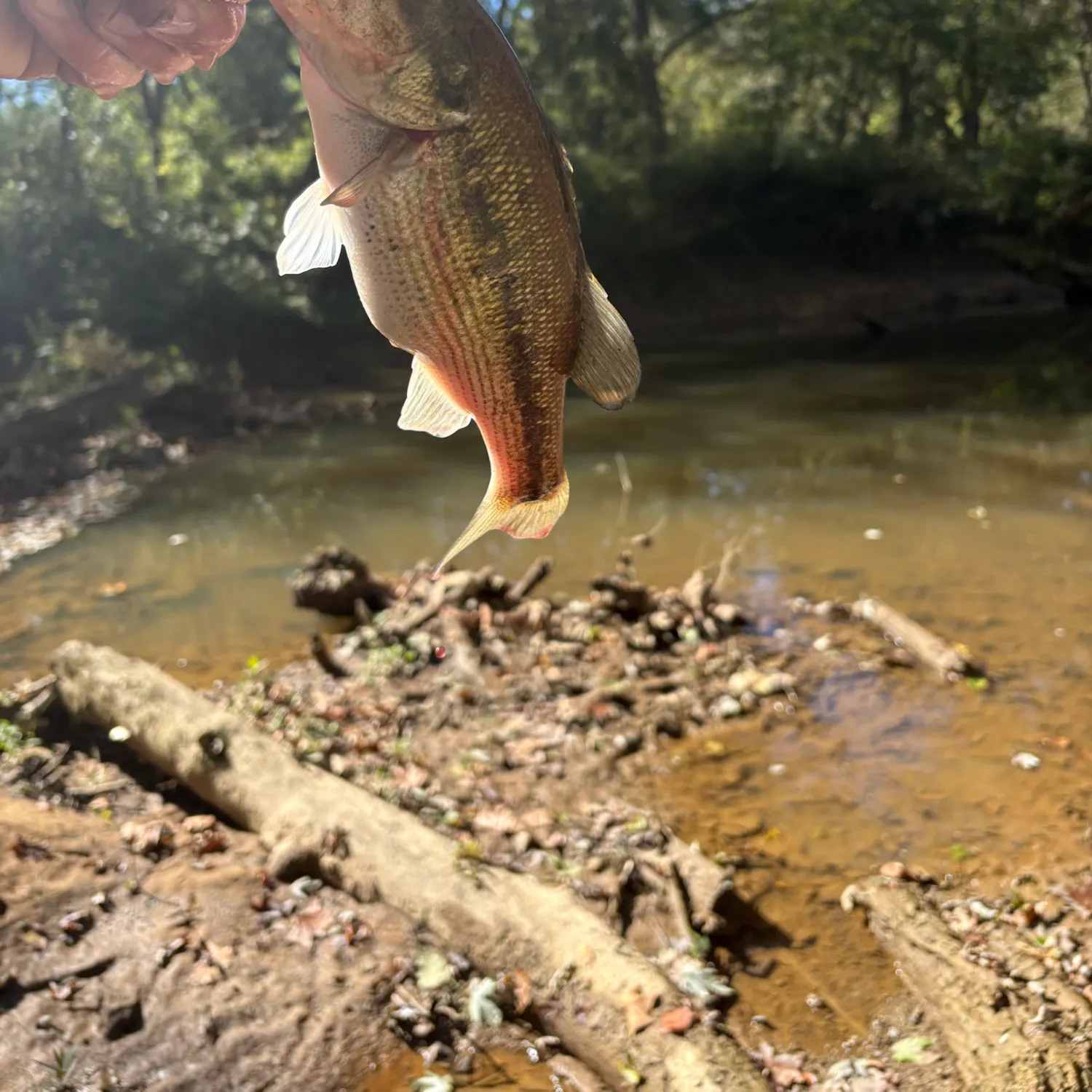 Spotted bass caught on Fishbrain