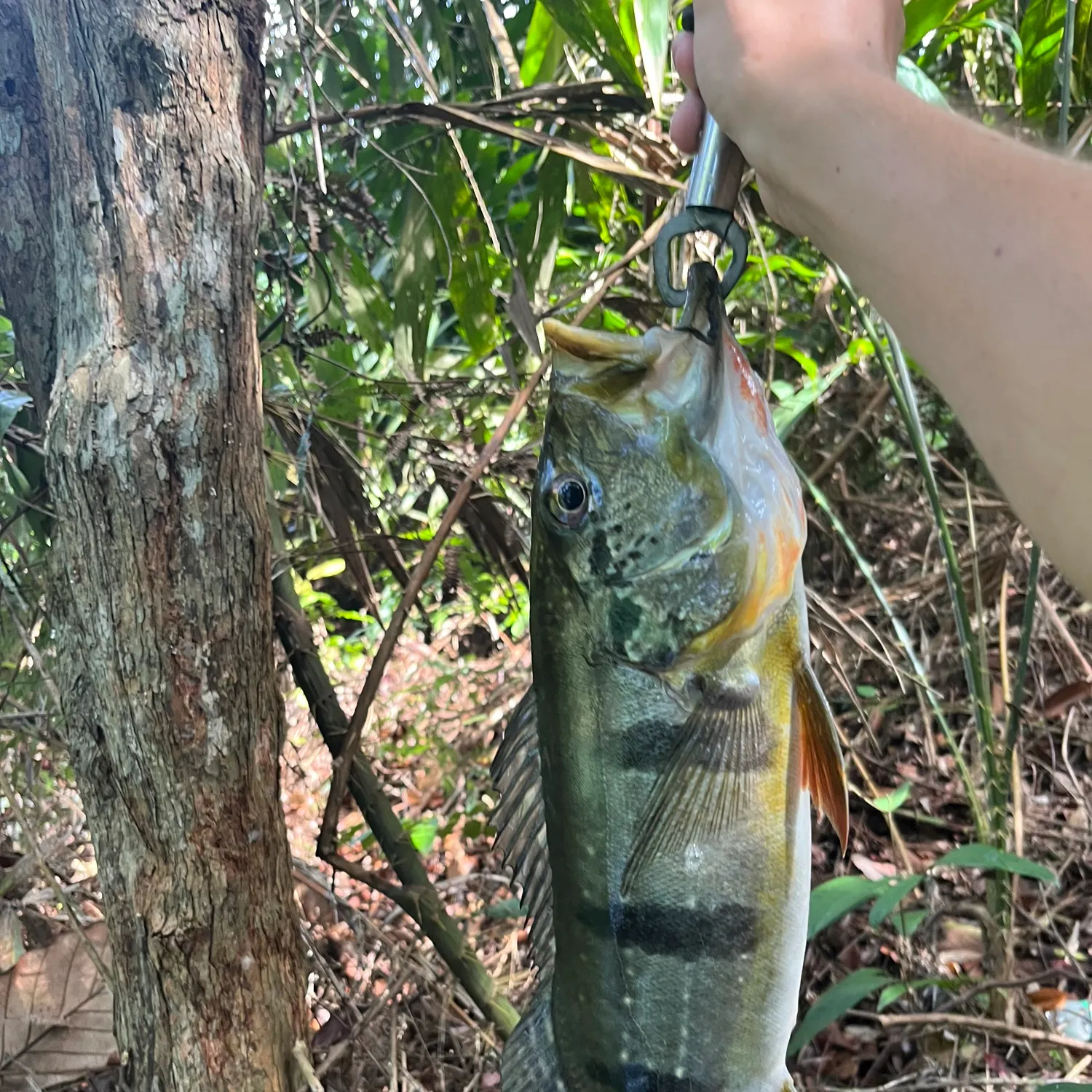 The most recent Speckled peacock bass catches on Fishbrain