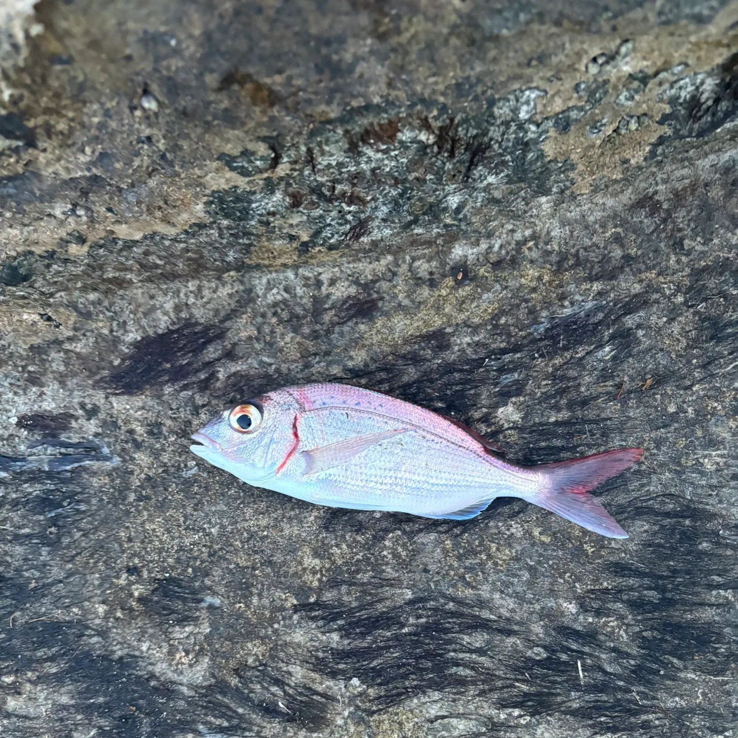 The most recent Common pandora catches on Fishbrain