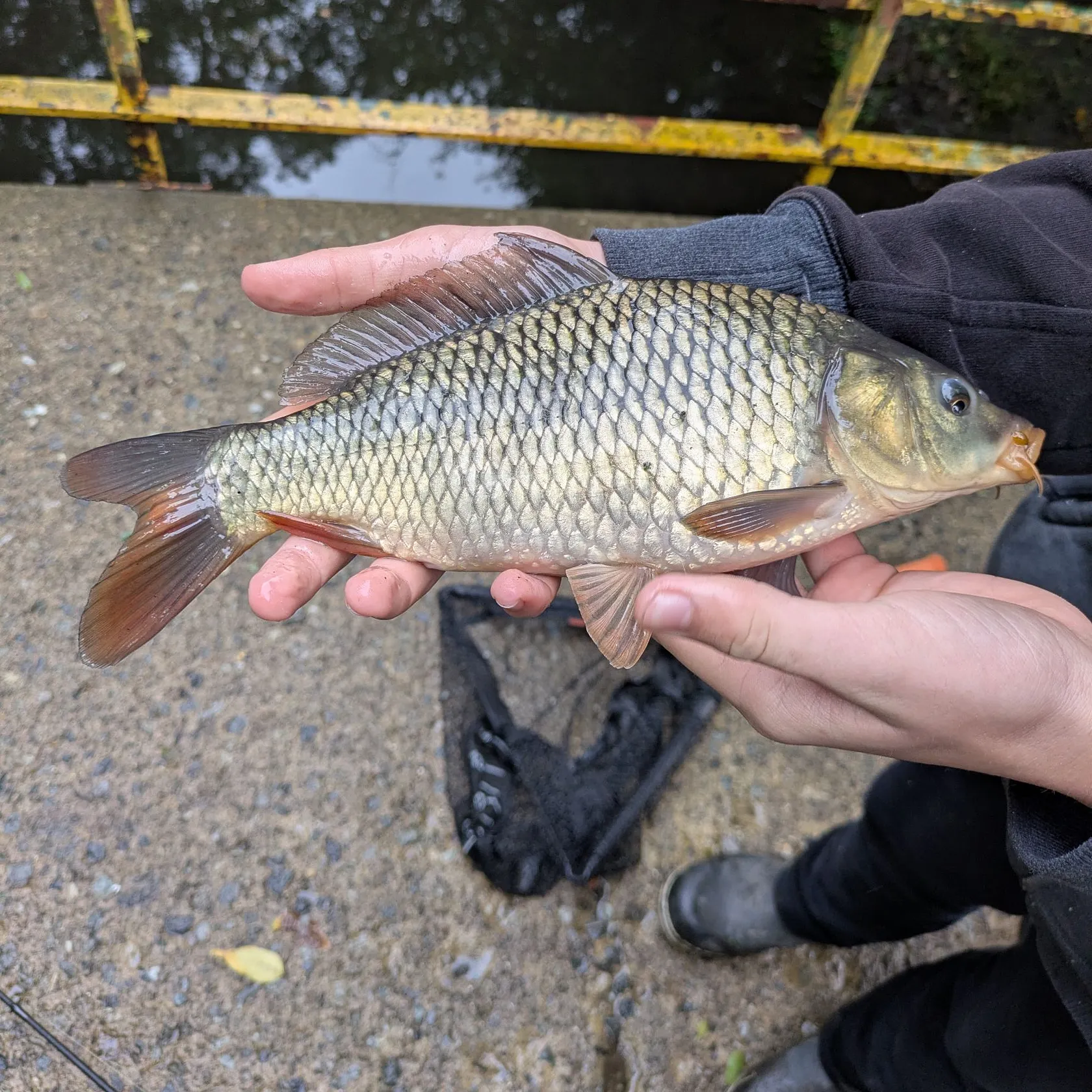 Common carp caught on Fishbrain