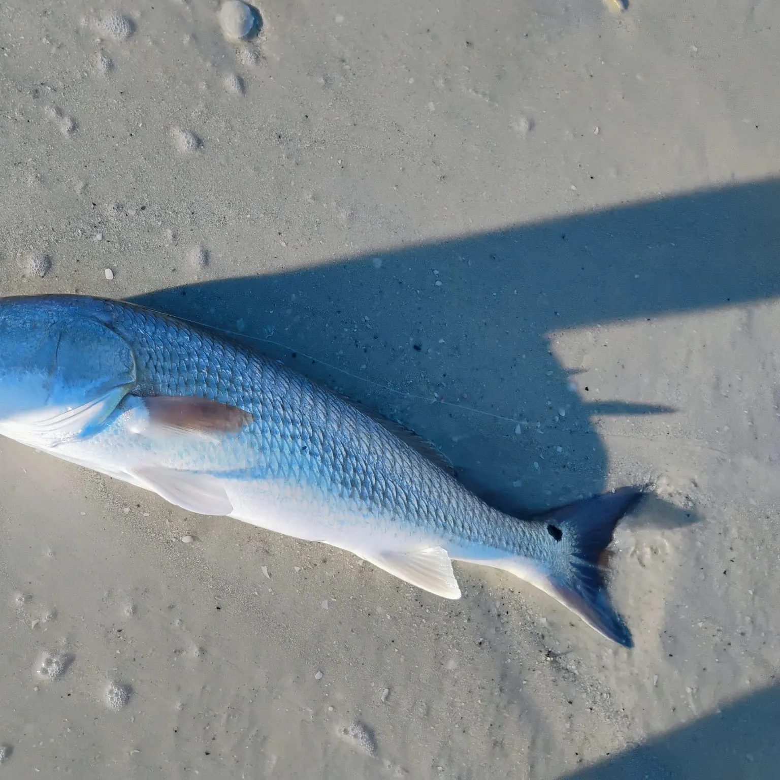 Red drum caught on Fishbrain