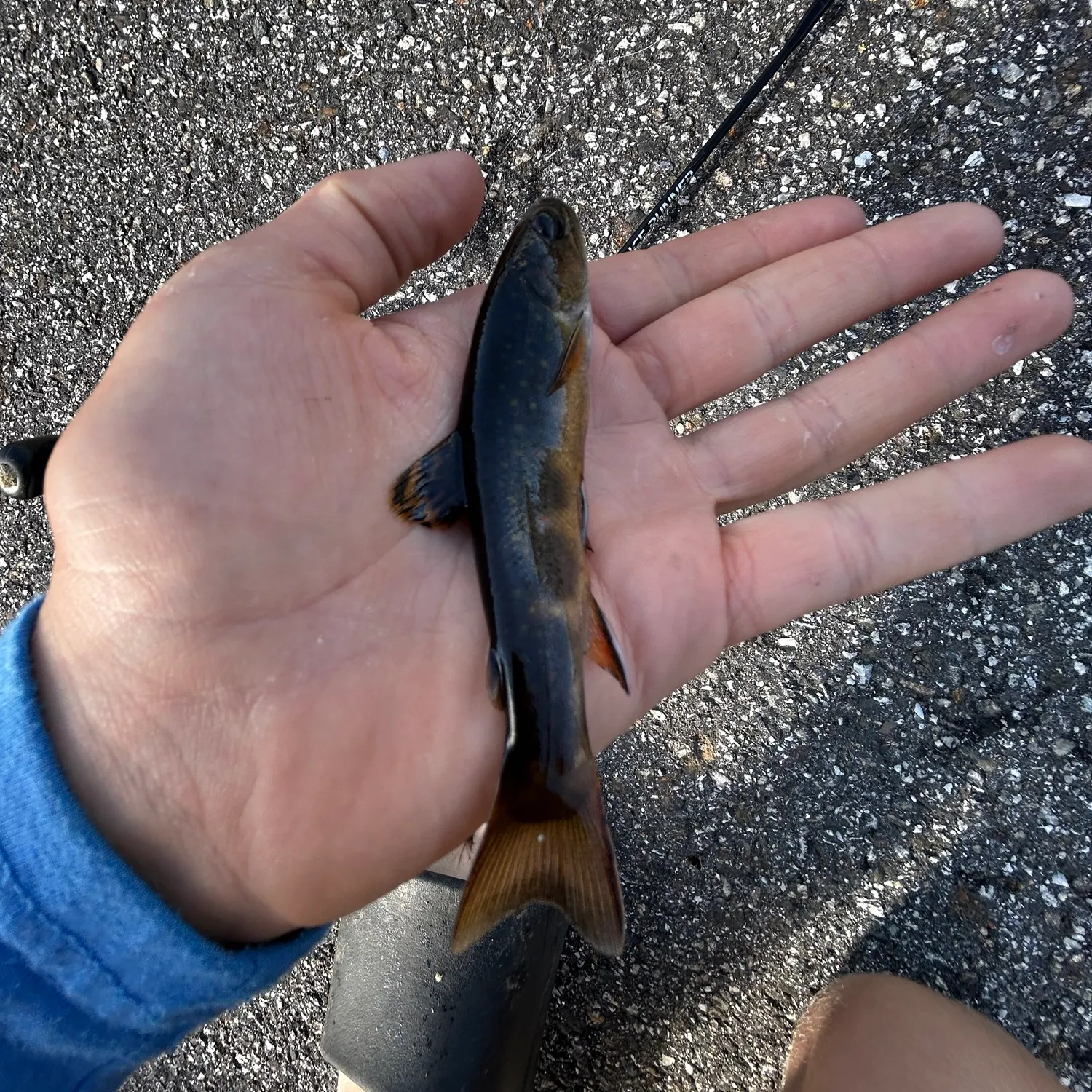 Fish caught on Fishbrain