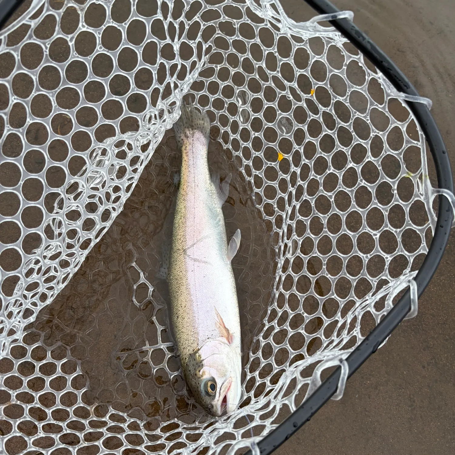 Rainbow trout caught on Fishbrain