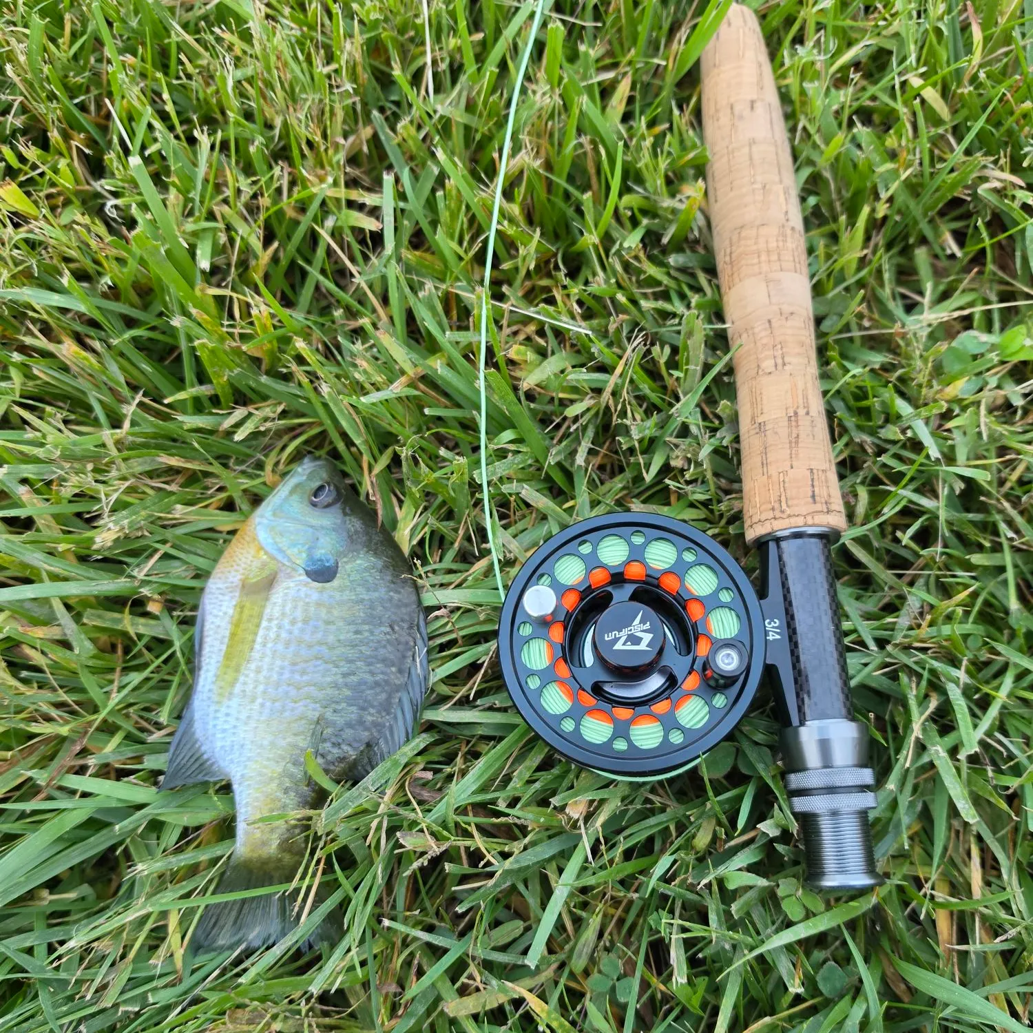 Bluegill caught on Fishbrain