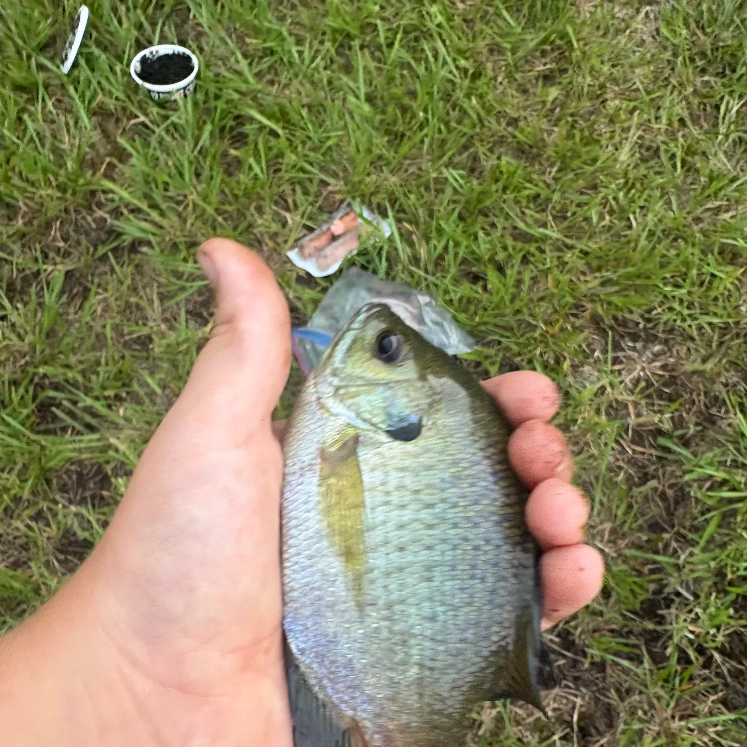 Bluegill caught on Fishbrain