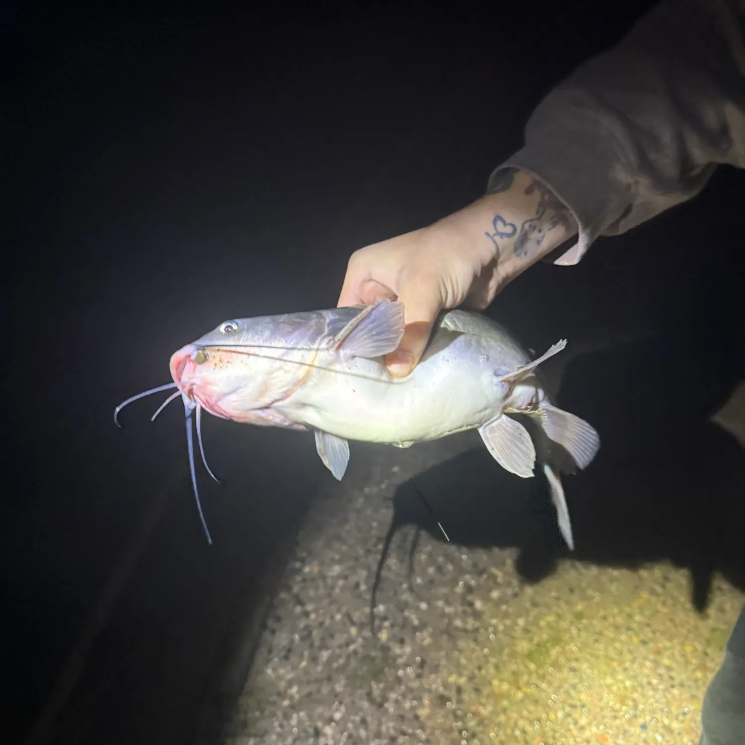 Channel catfish caught on Fishbrain
