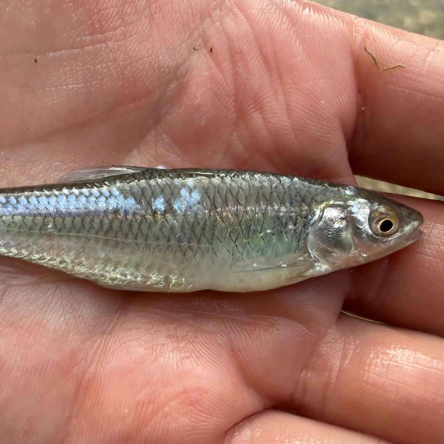 The most recent Western blacktail shiner catches on Fishbrain