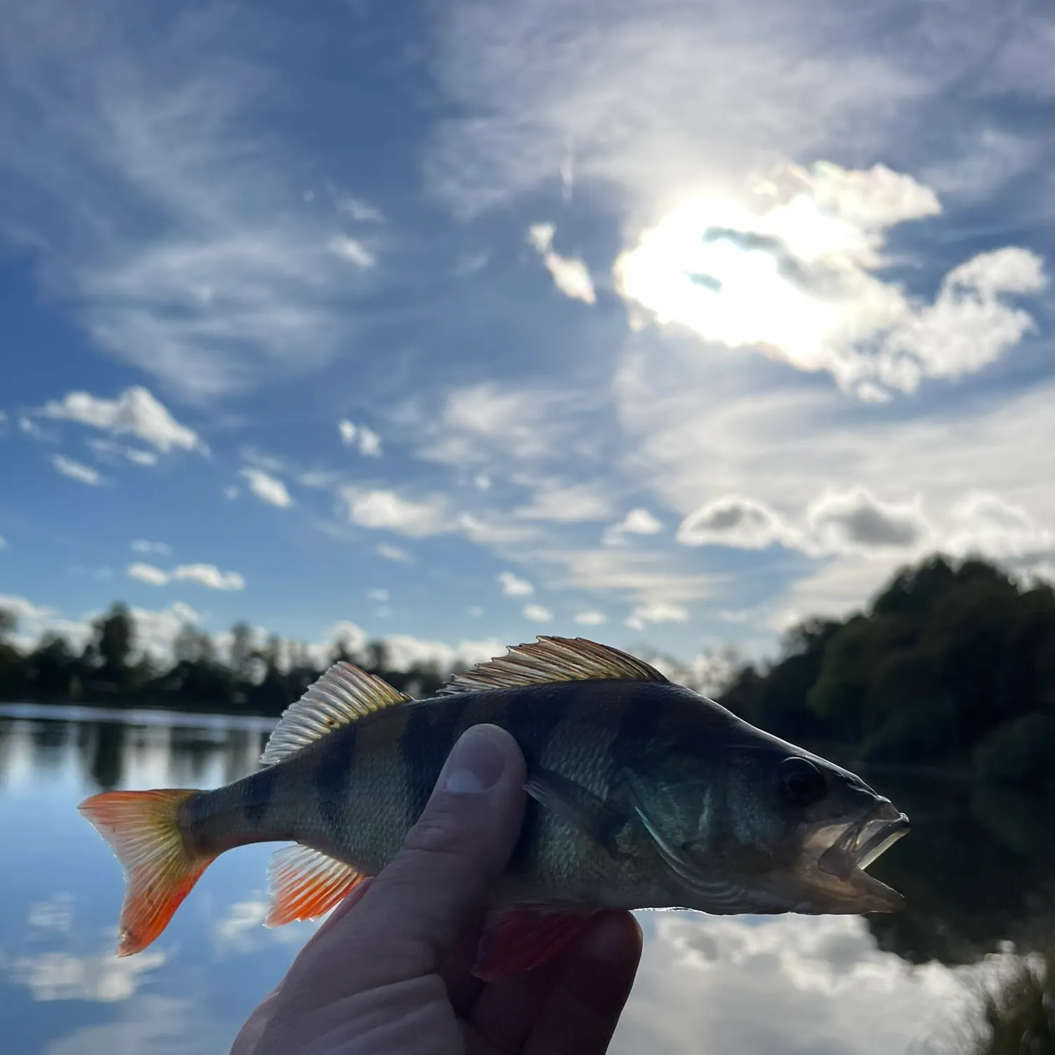 European perch caught on Fishbrain