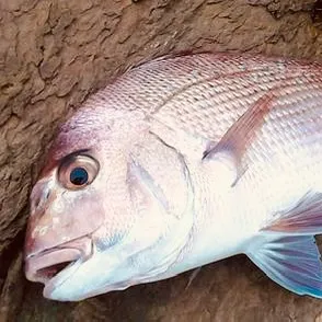 Australasian snapper caught on Fishbrain