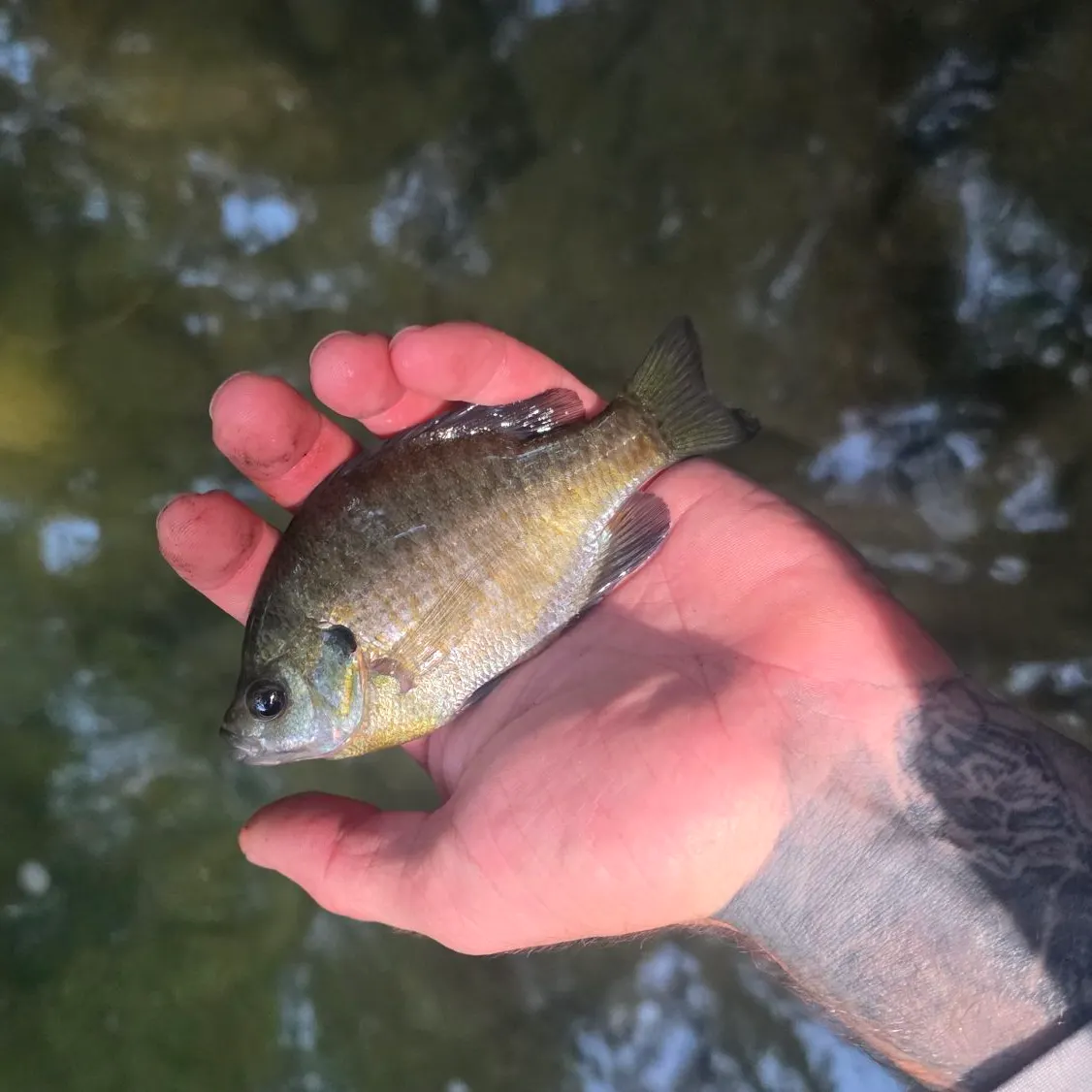 Bluegill caught on Fishbrain