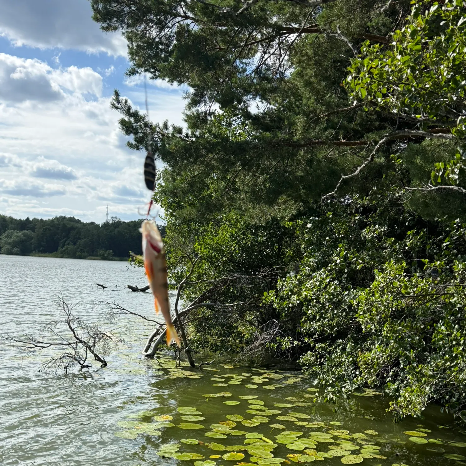 European perch caught on Fishbrain