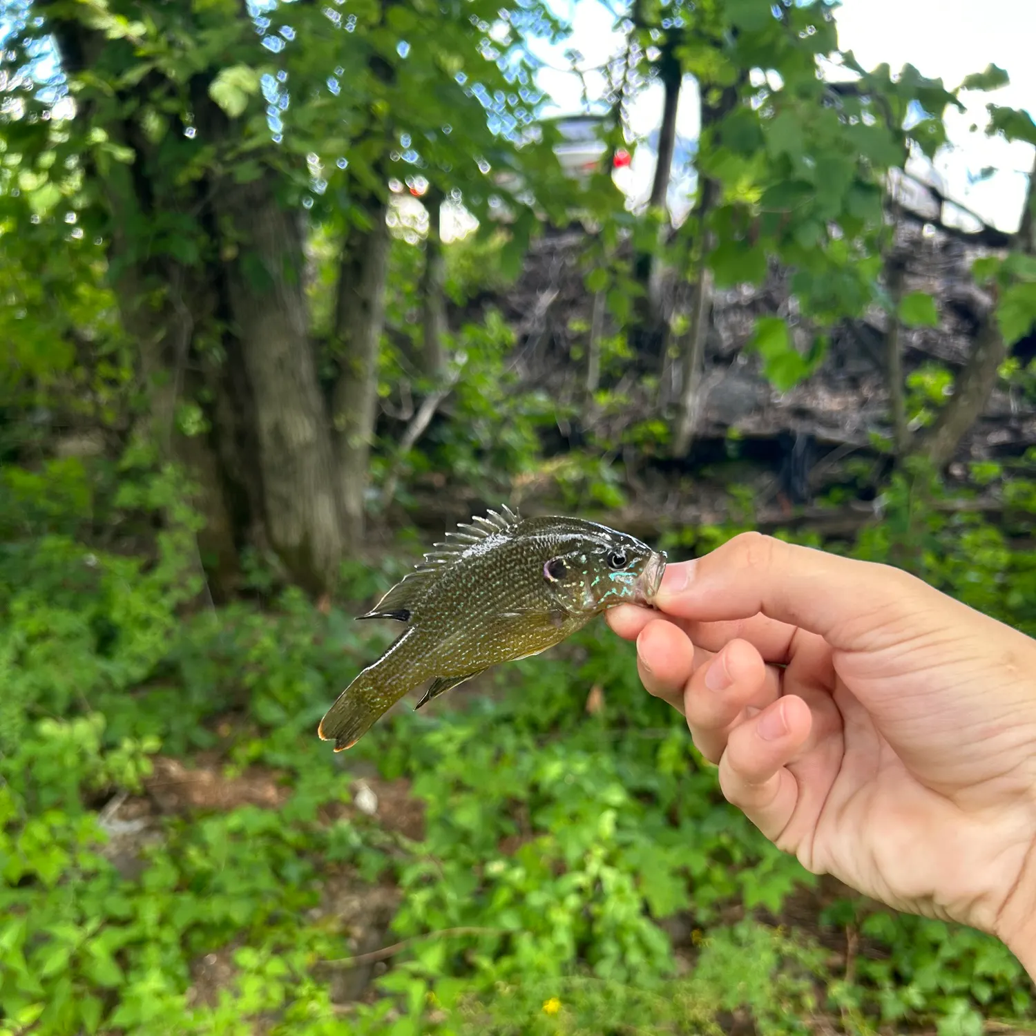 catch