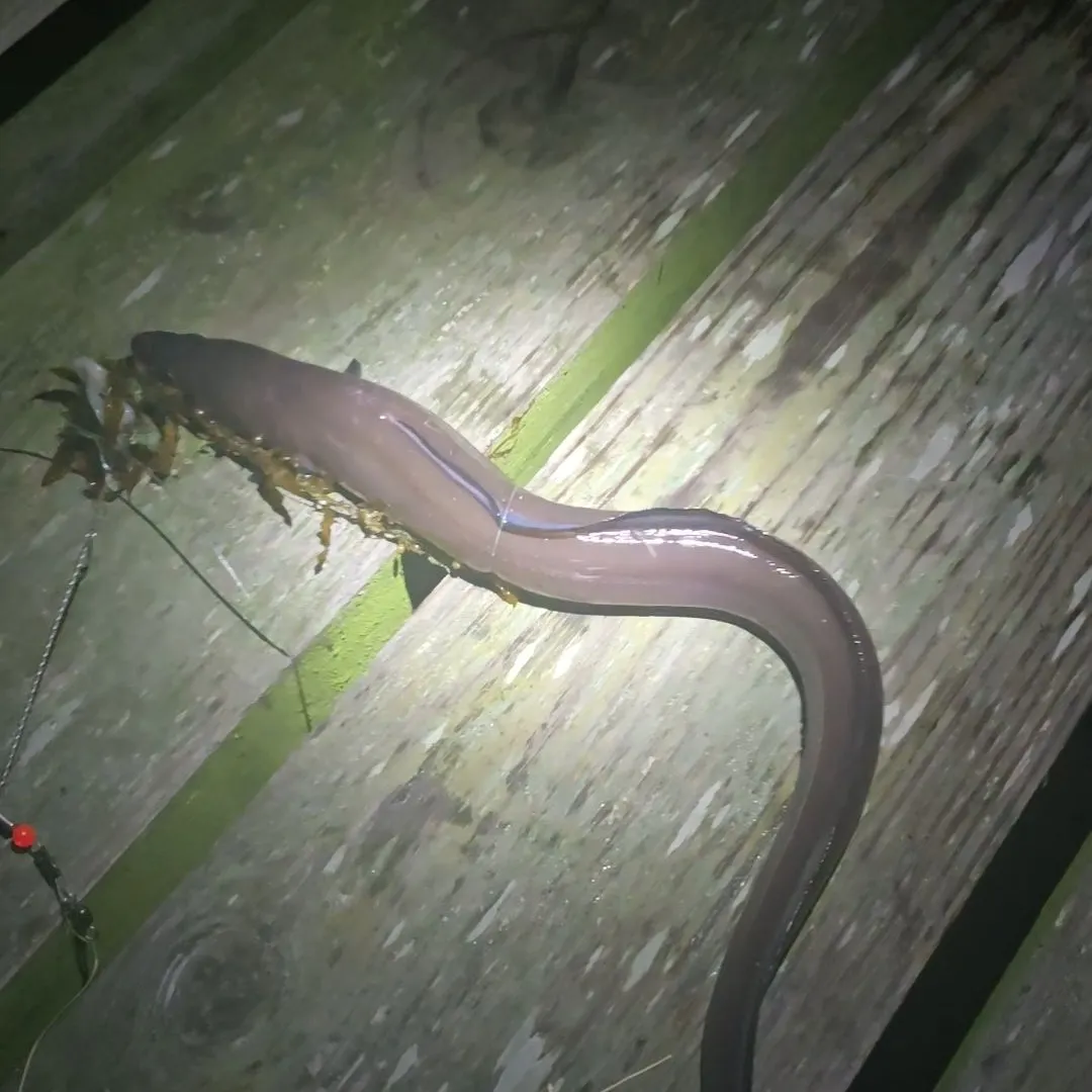 American eel caught on Fishbrain