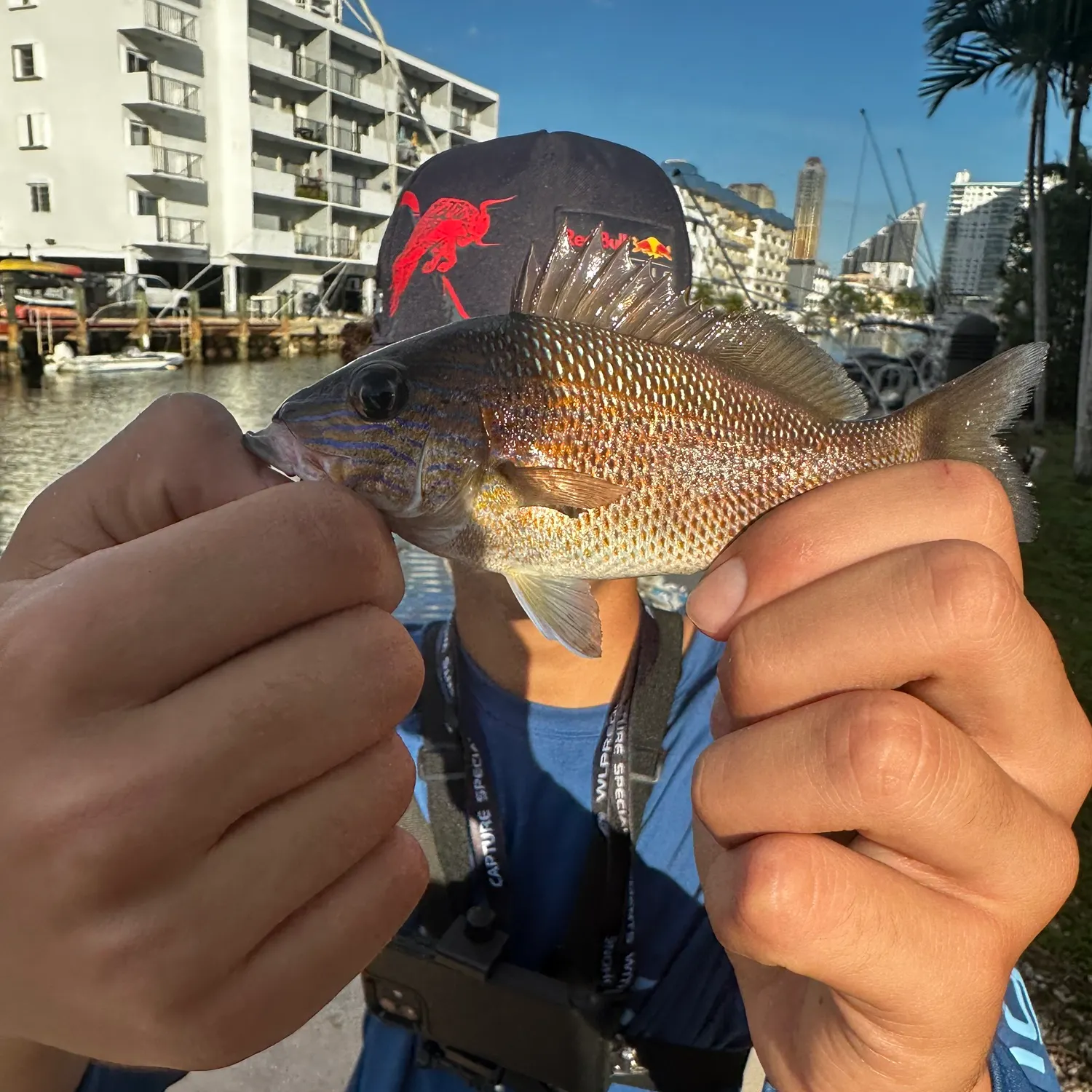 The most recent White grunt catches on Fishbrain