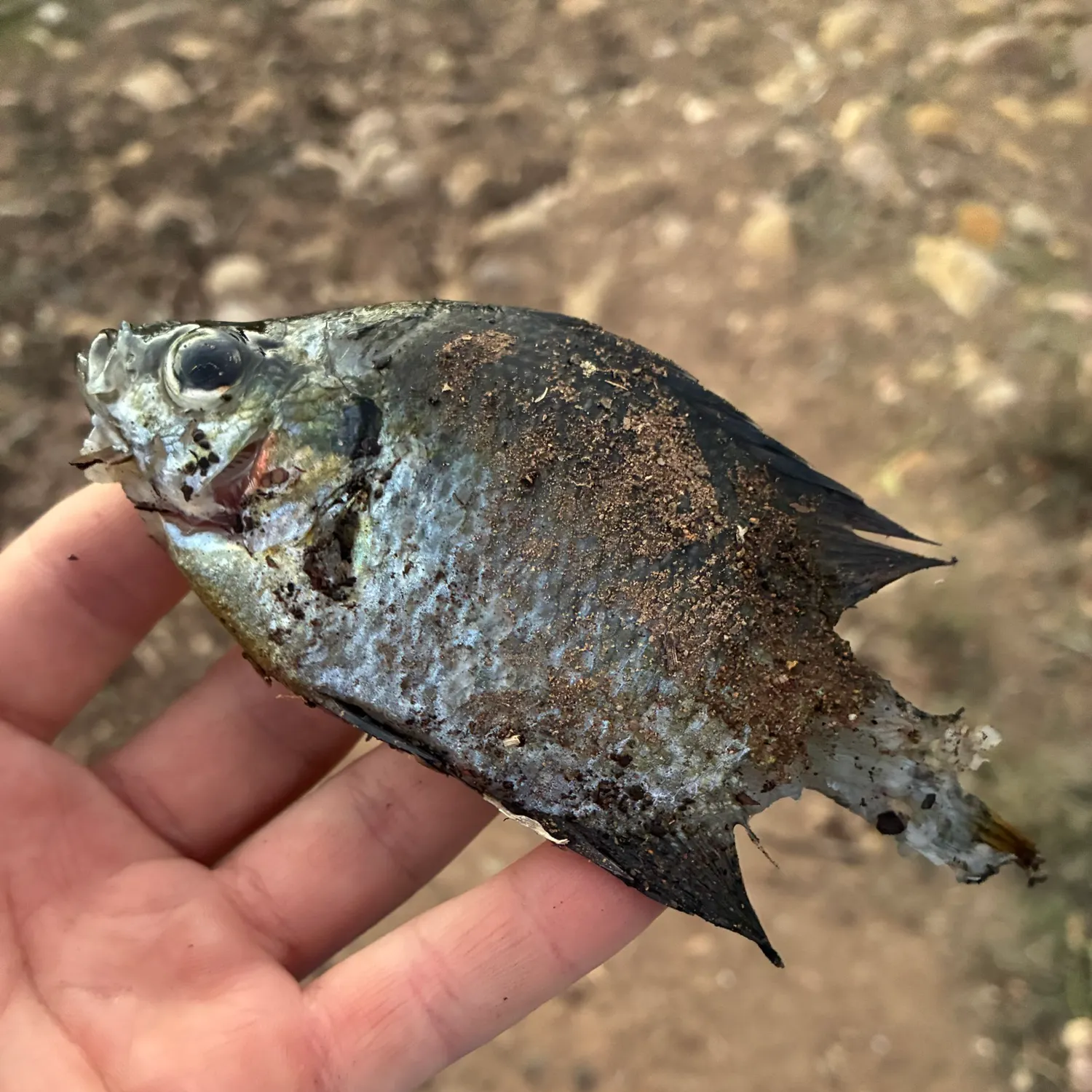 Bluegill caught on Fishbrain