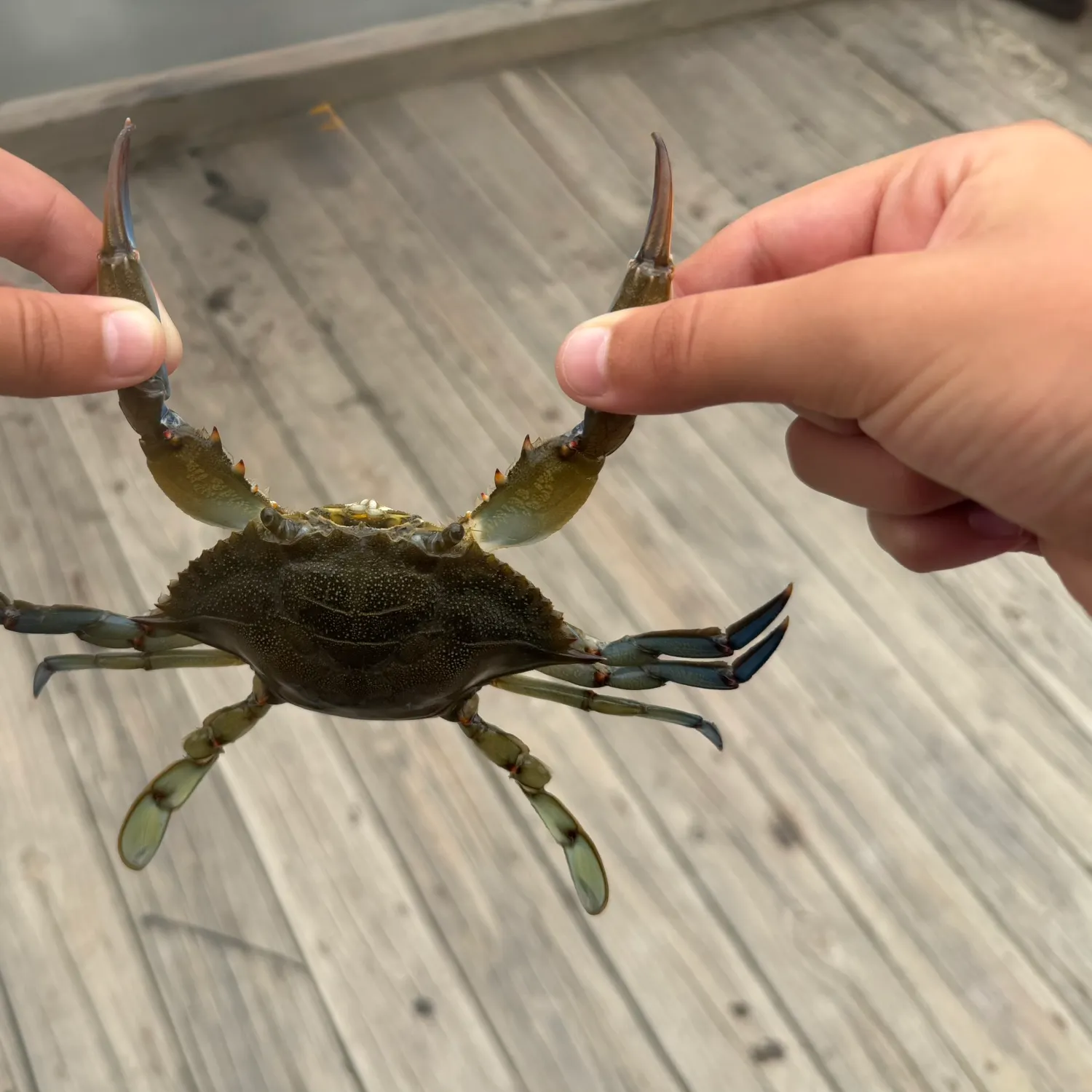 Blue crab caught on Fishbrain