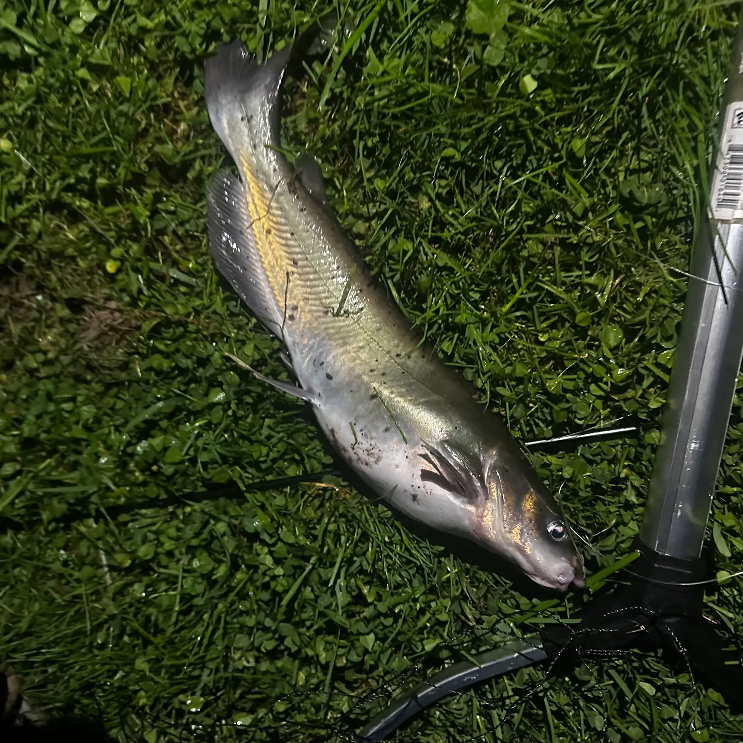 Channel catfish caught on Fishbrain