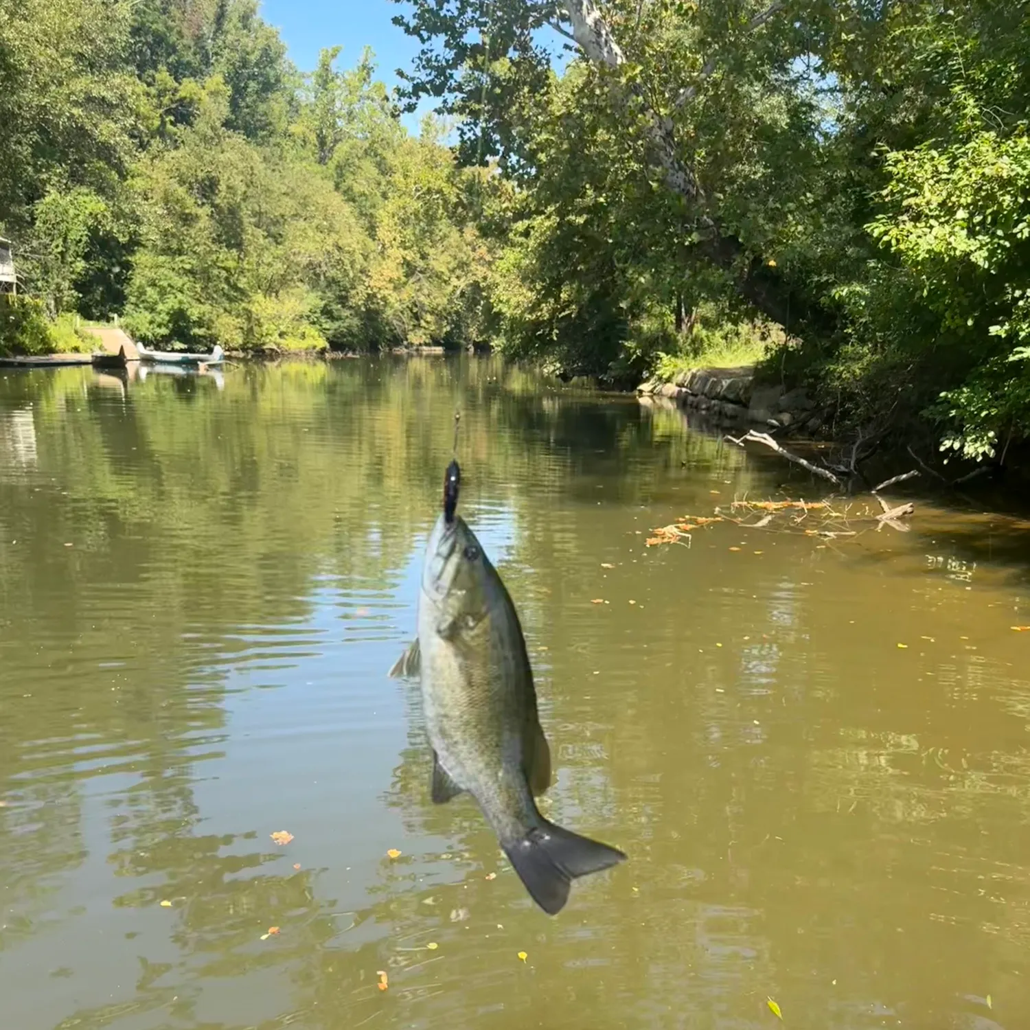 Smallmouth bass caught on Fishbrain
